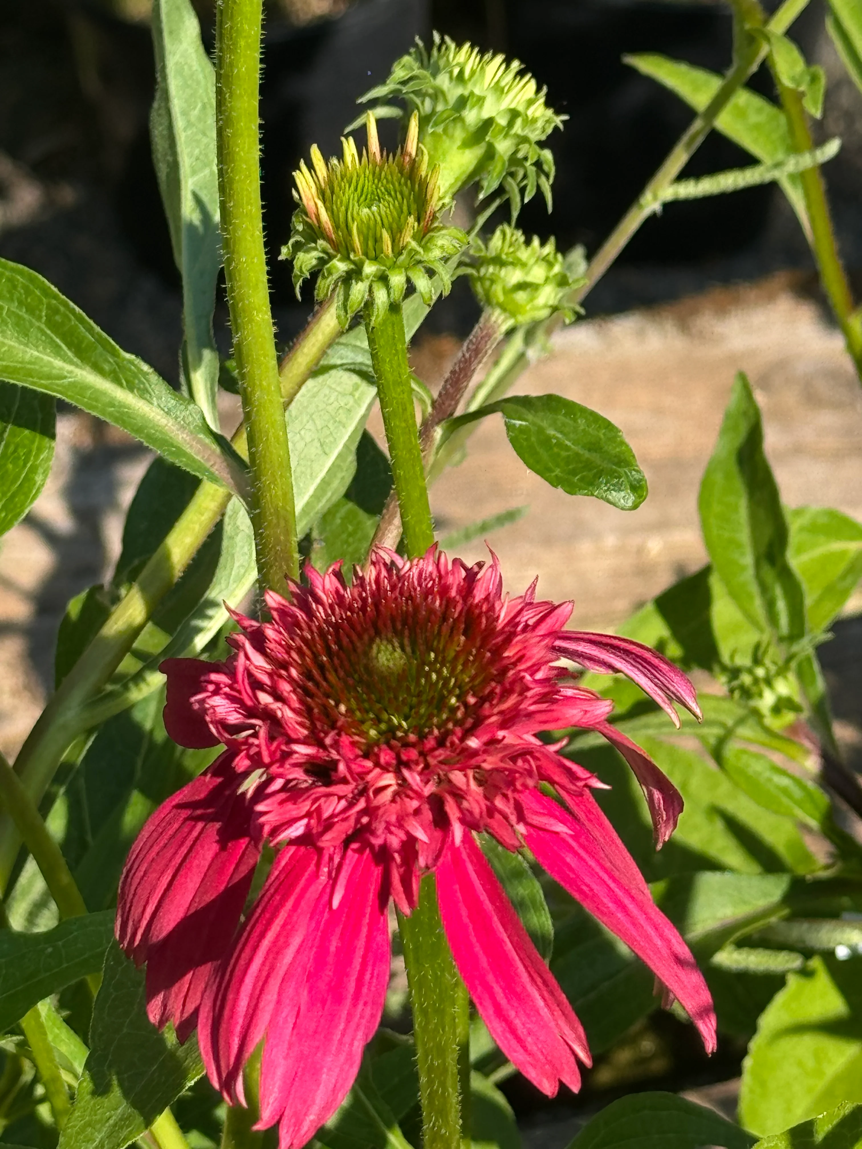*RETAIL - Echinacea Double Scoop™ Cranberry - Image 2
