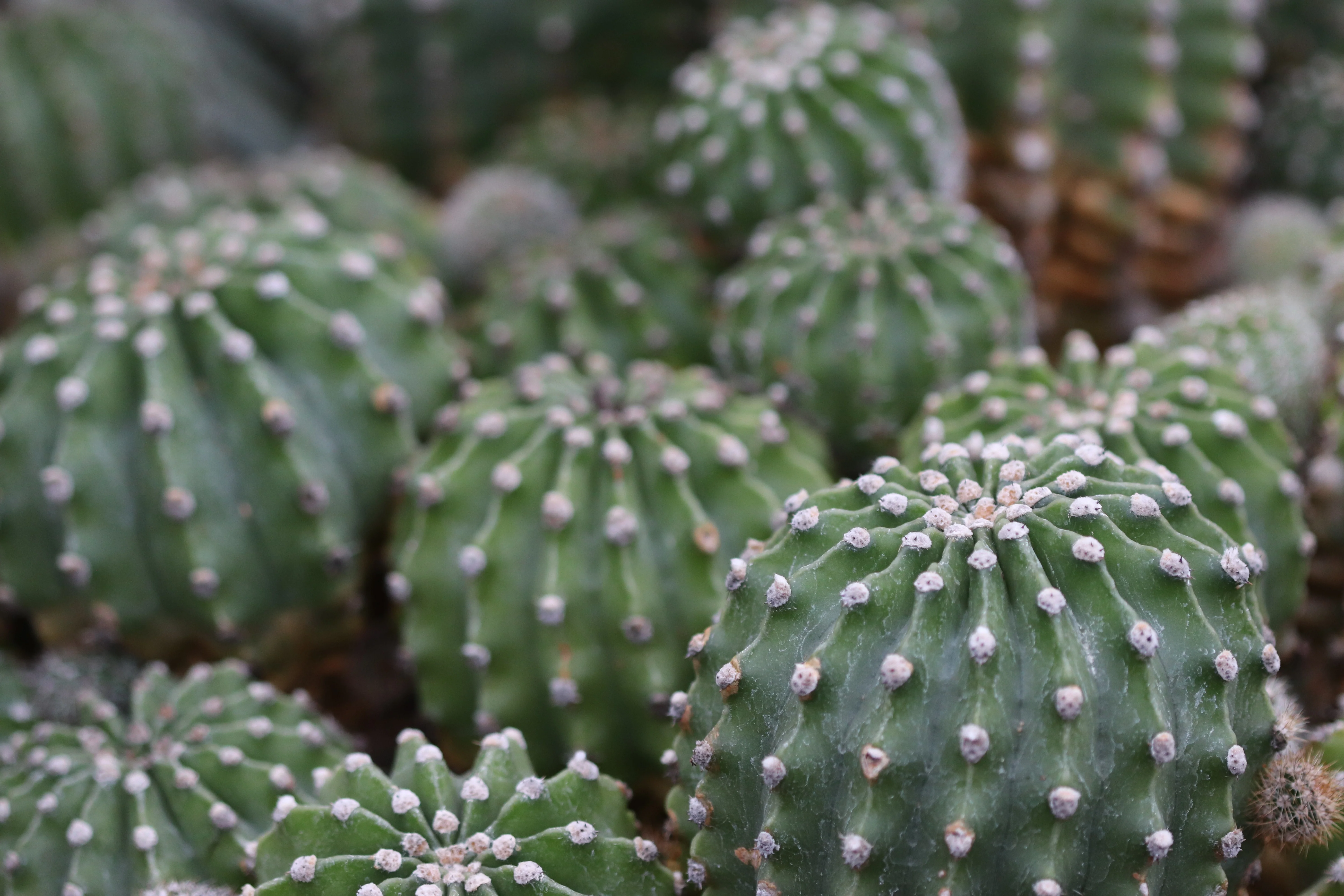 *RETAIL - Echinopsis oxygona - Image 2