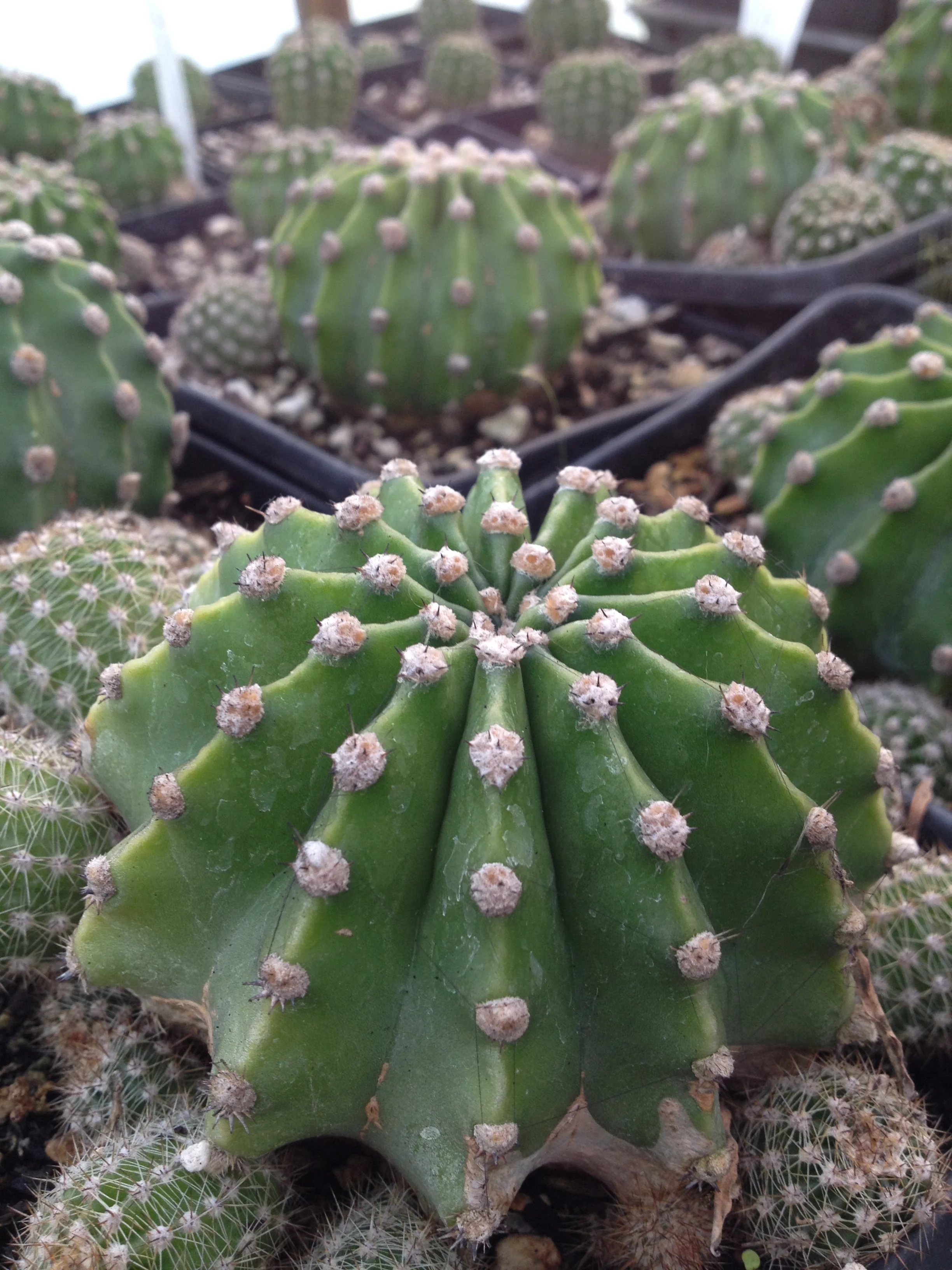 *RETAIL - Echinopsis oxygona - Image 4