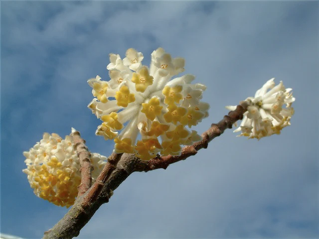 Edgeworthia chrysantha 'Nanjing Gold' - Image 2