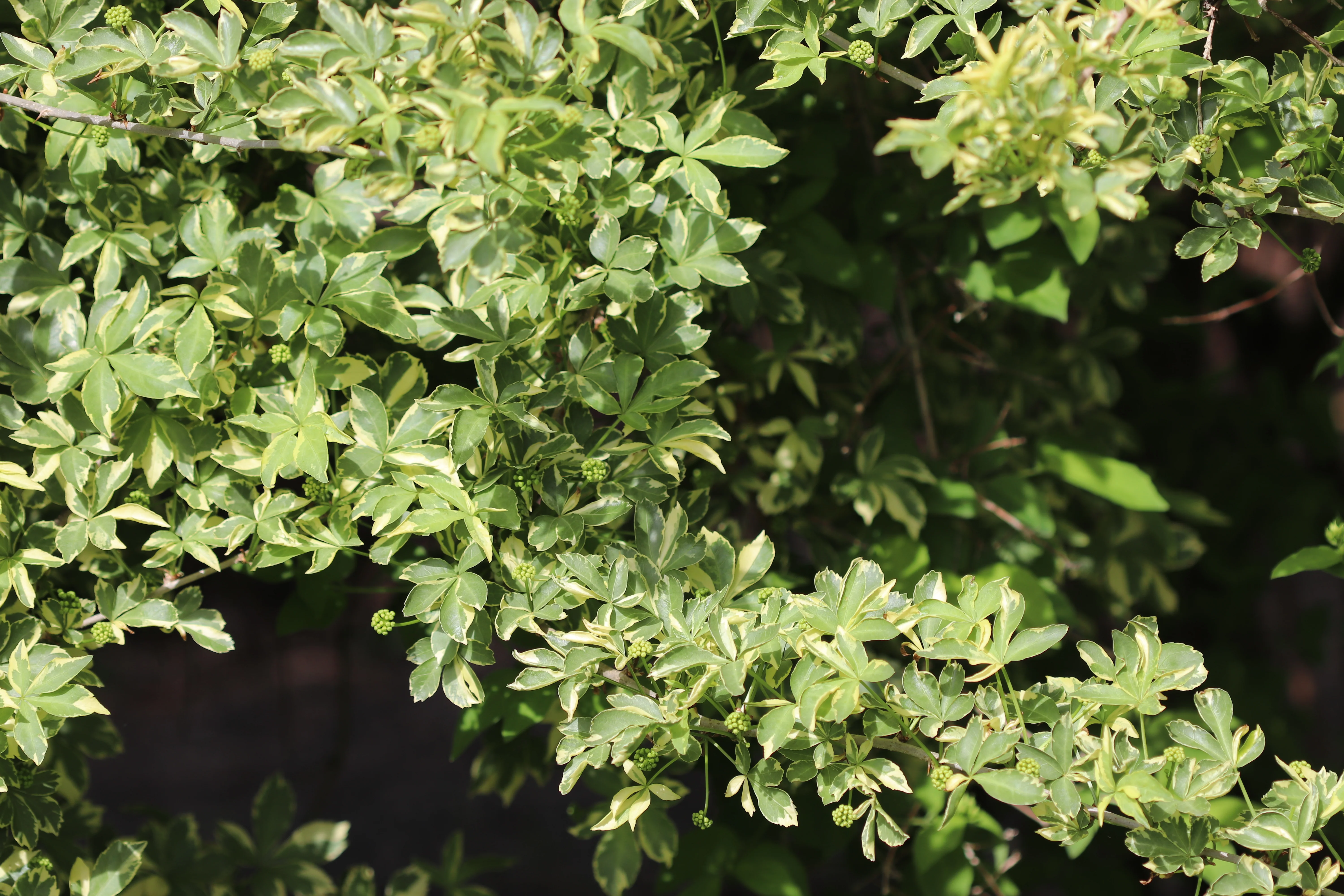 *RETAIL - Eleutherococcus sieboldianus 'Variegatus' - Image 2