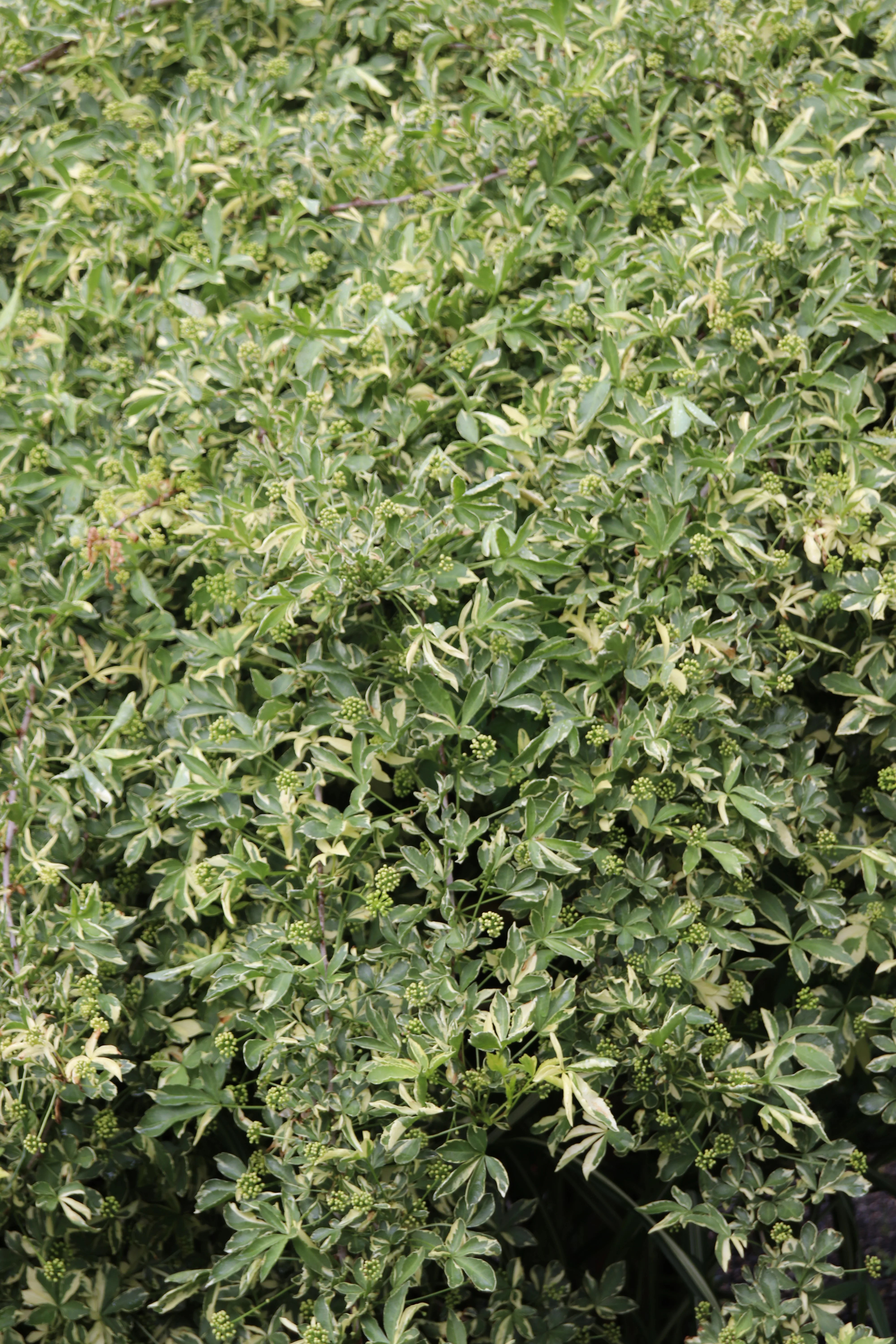 *RETAIL - Eleutherococcus sieboldianus 'Variegatus' - Image 3