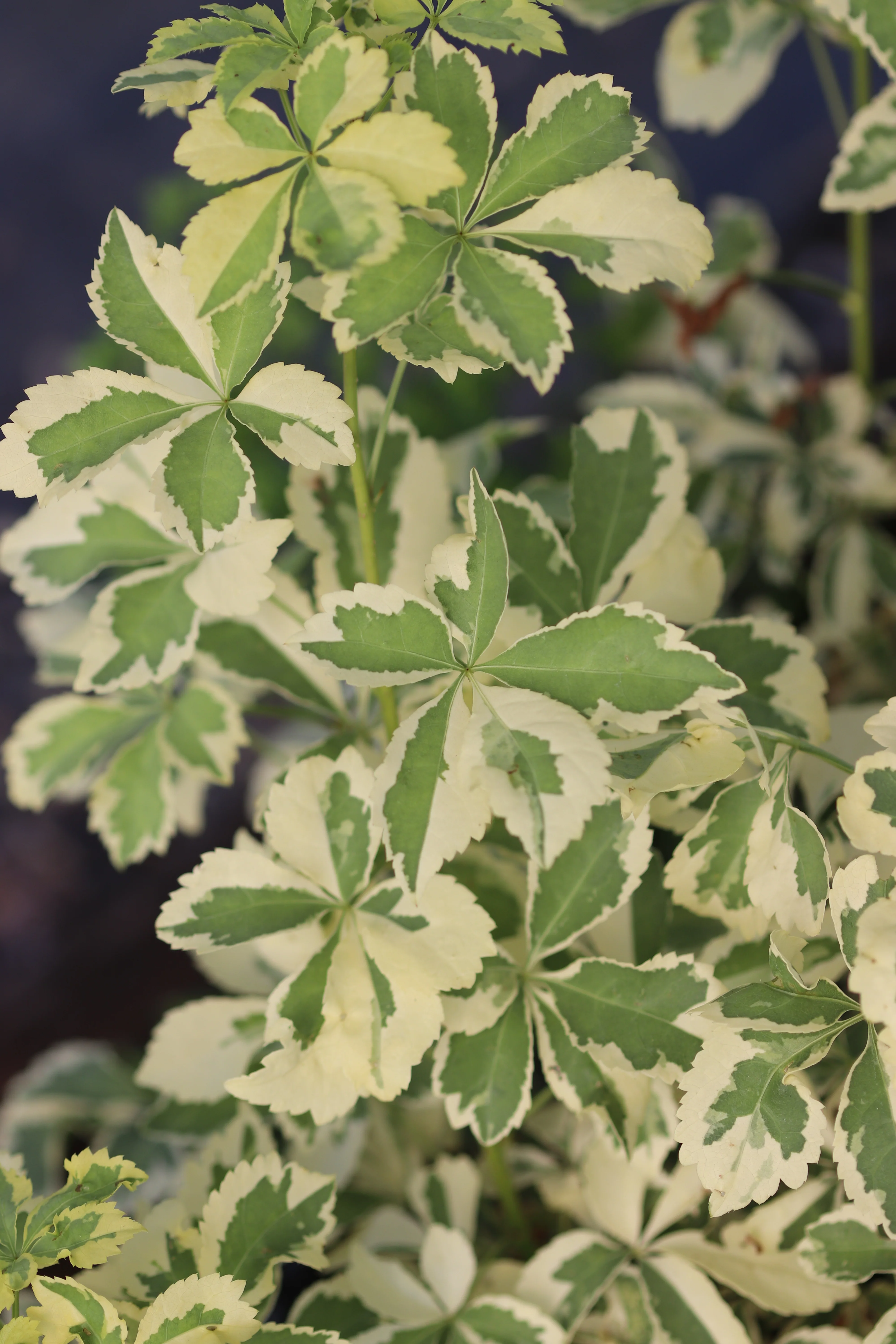 *RETAIL - Eleutherococcus sieboldianus 'Variegatus' - Image 4
