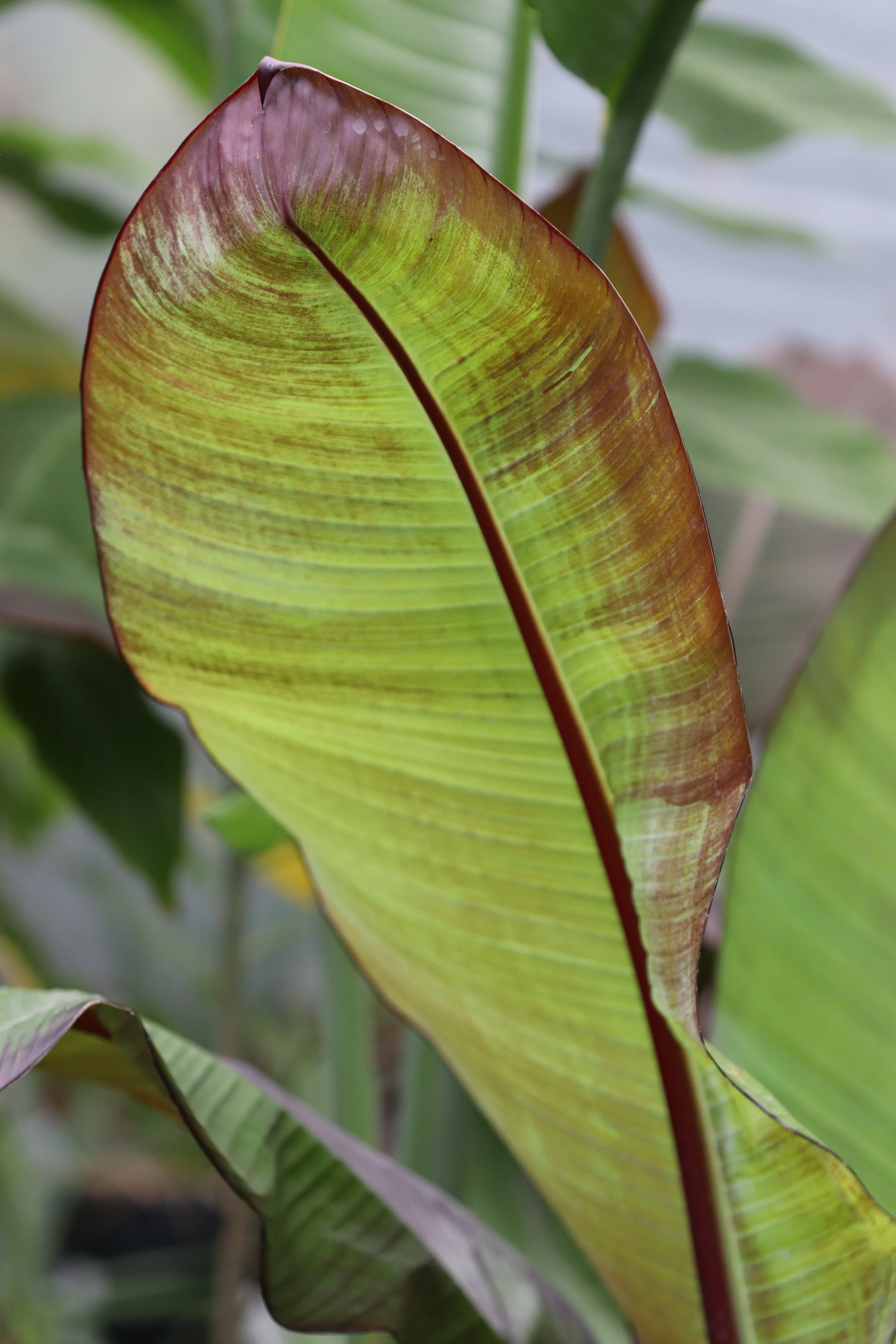 *RETAIL - Ensete ventricosum 'Maurelii' - Image 2