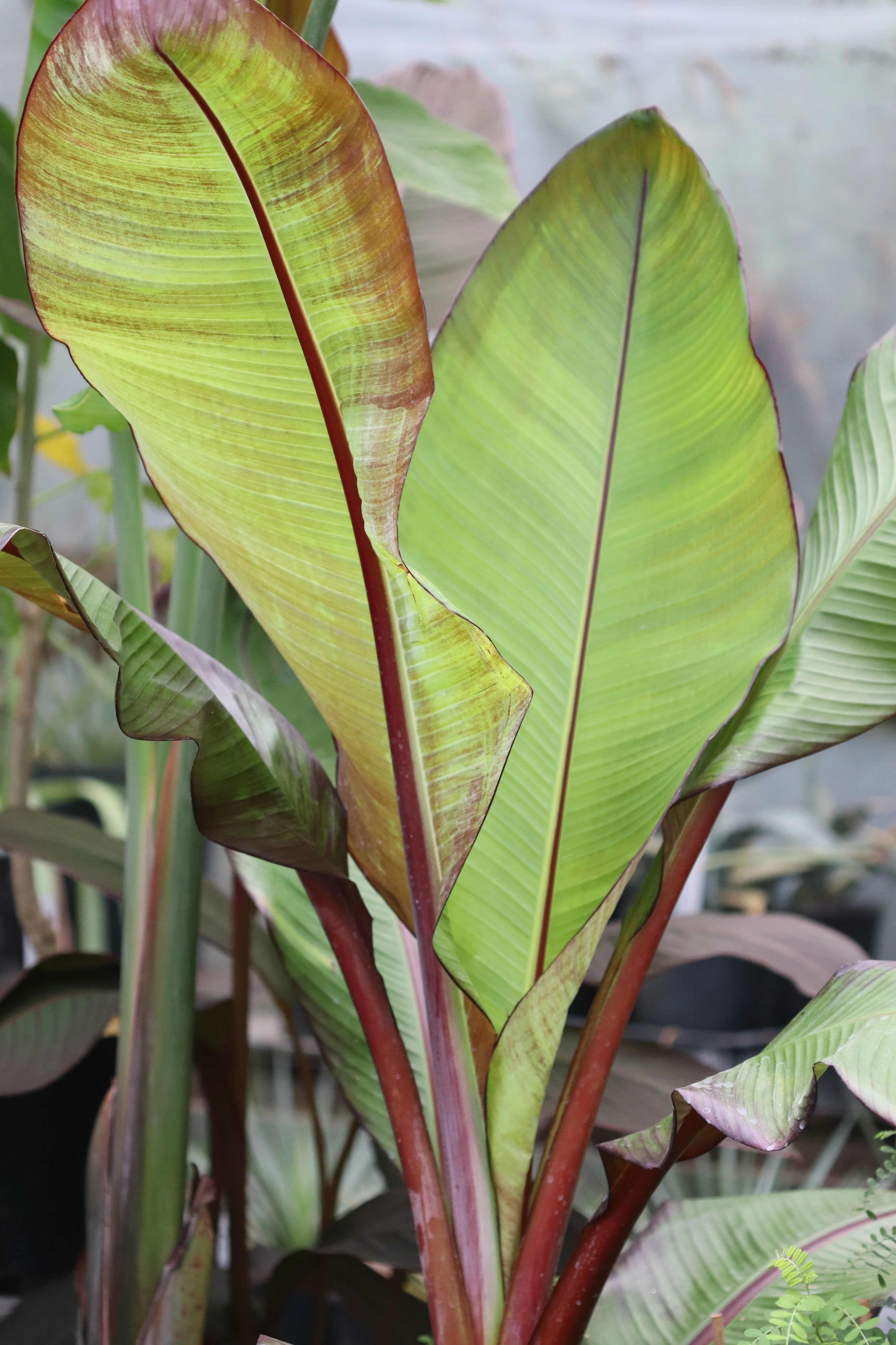 *RETAIL - Ensete ventricosum 'Maurelii' - Image 3