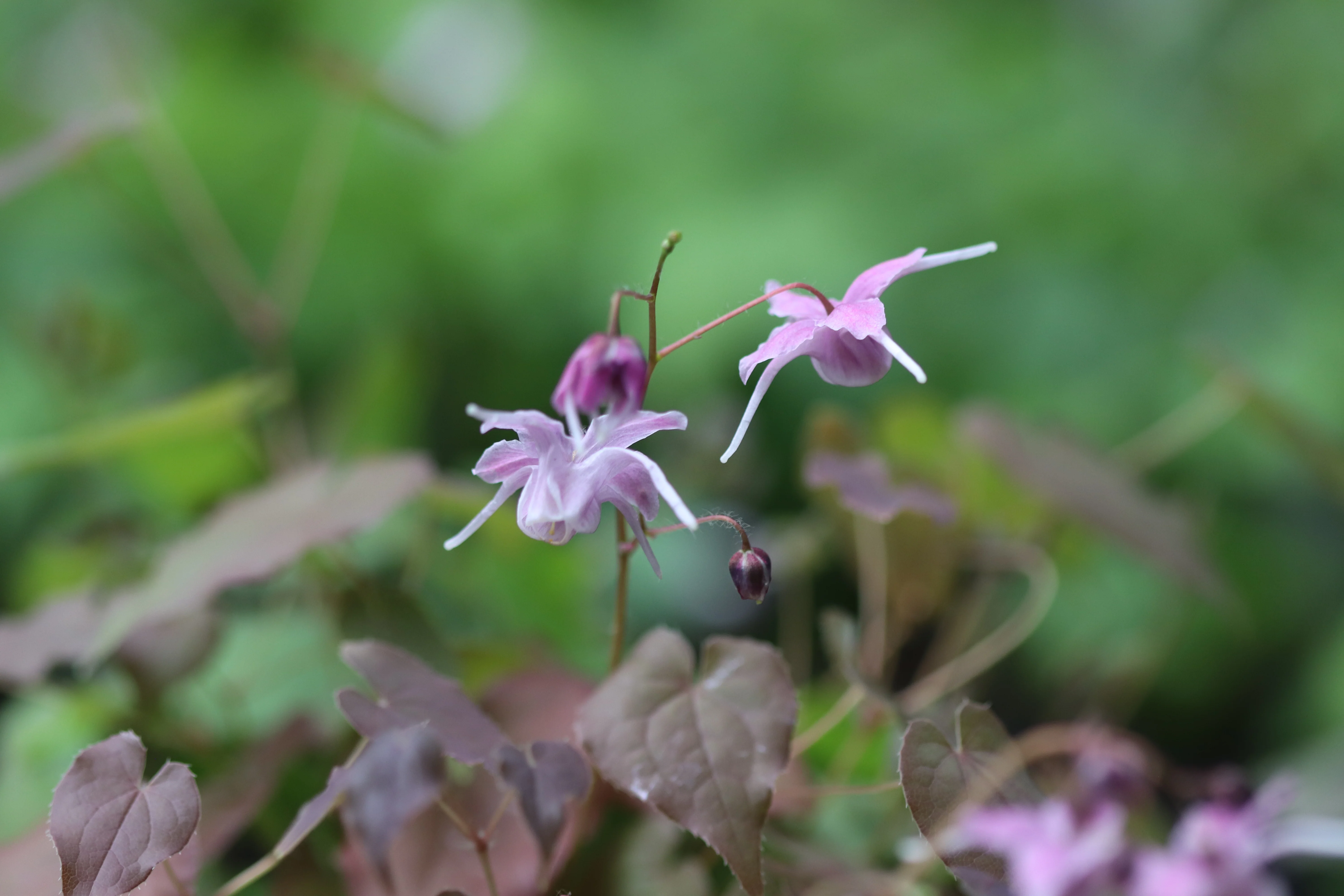 *RETAIL - Epimedium grandiflorum 'Lilafee'