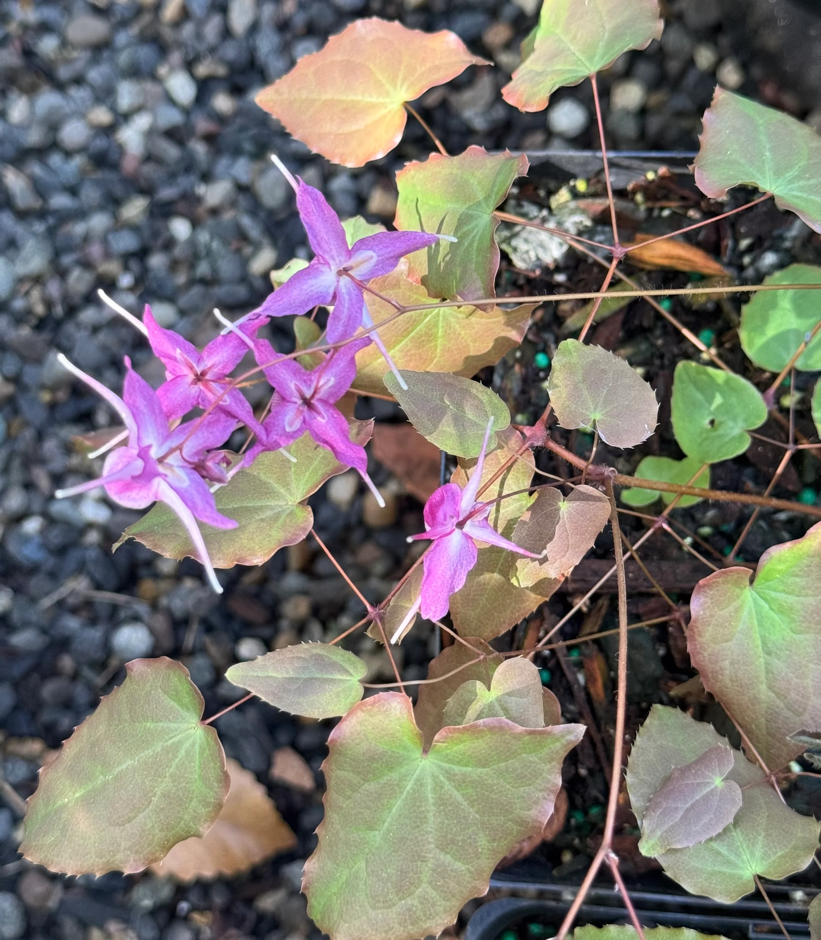 *RETAIL - Epimedium grandiflorum 'Lilafee' - Image 2