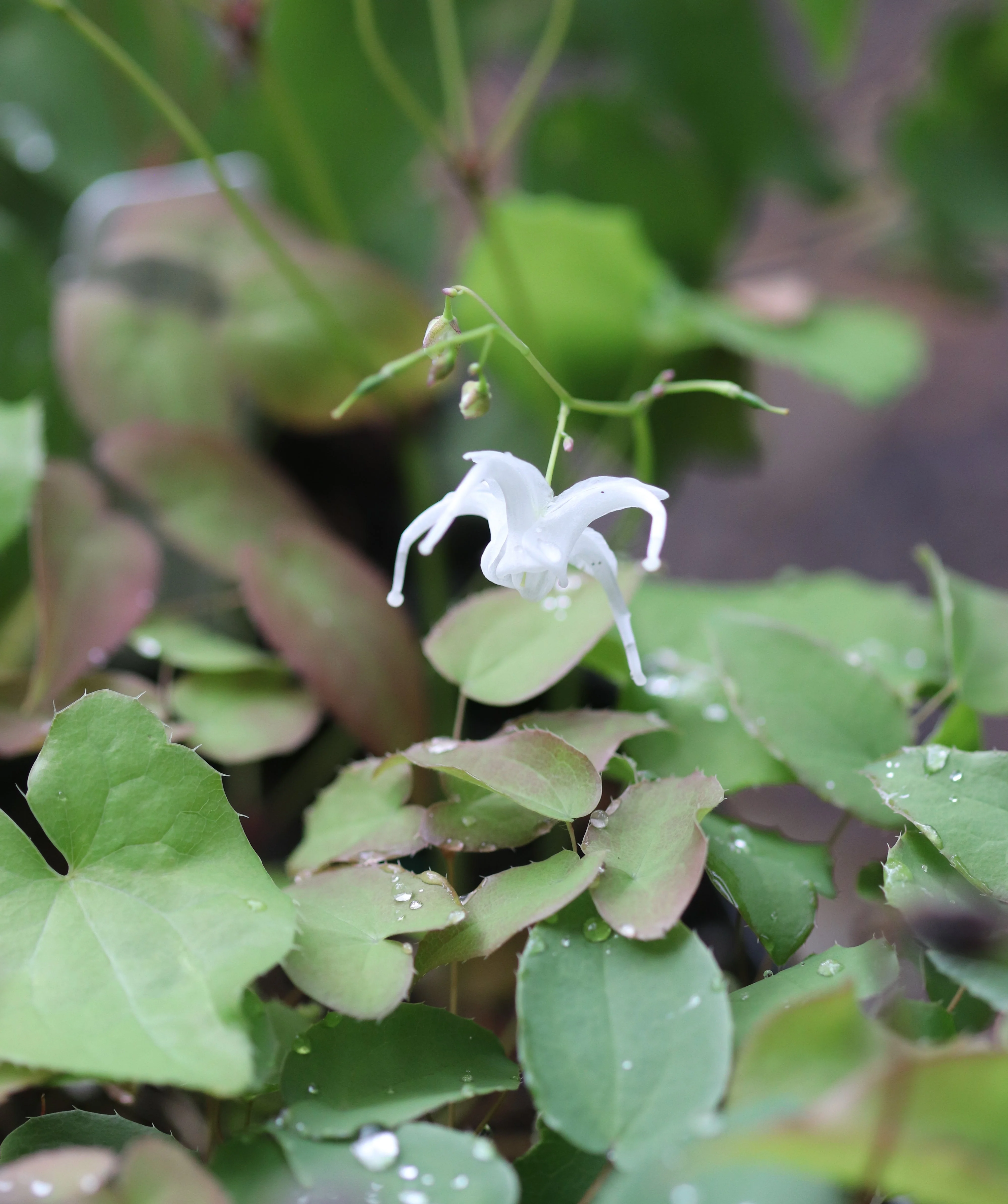 *RETAIL - Epimedium sempervirens 'Okudas White'