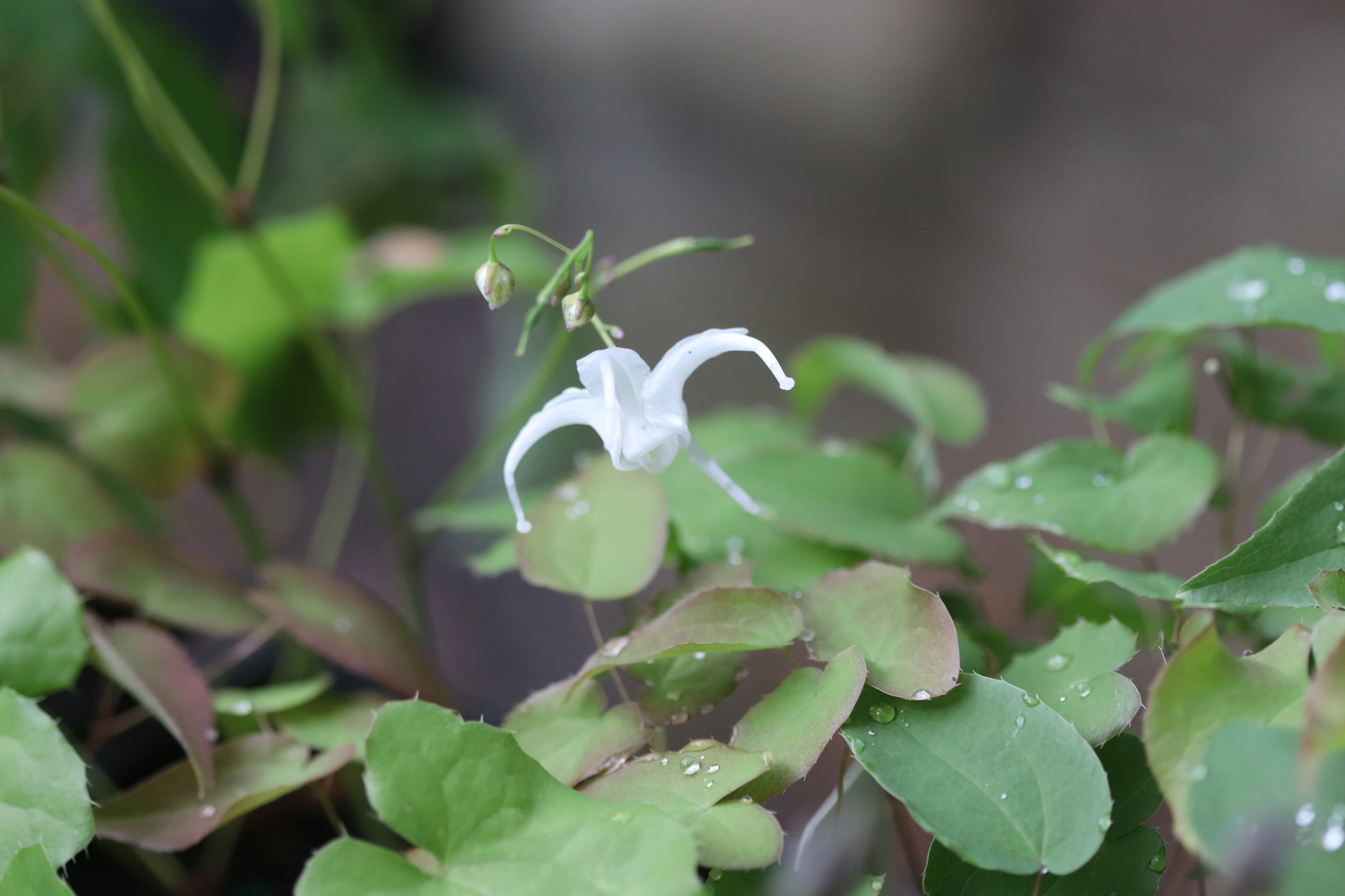 *RETAIL - Epimedium sempervirens 'Okudas White' - Image 2