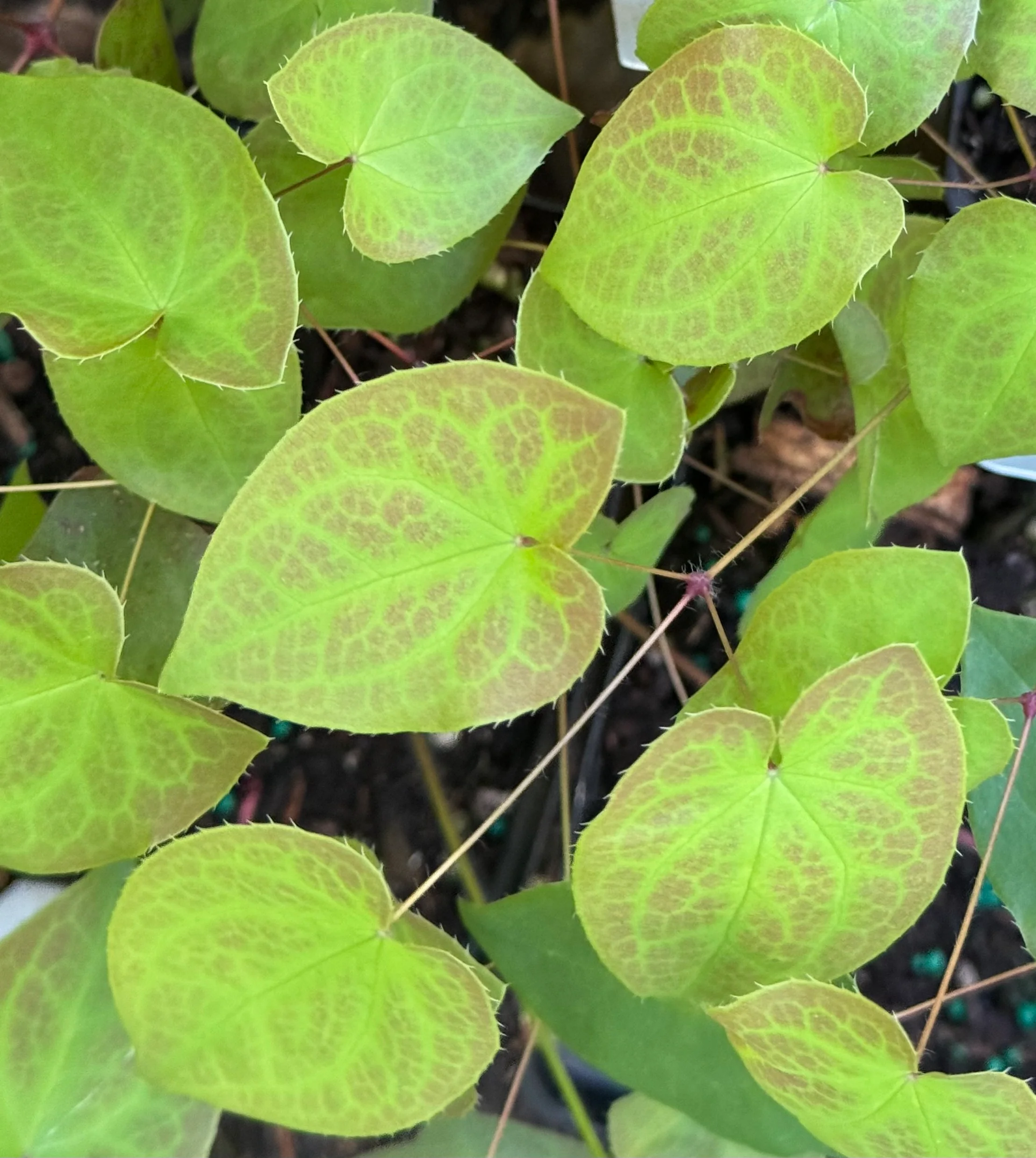 *RETAIL - Epimedium x versicolor 'Sulphureum' - Image 2