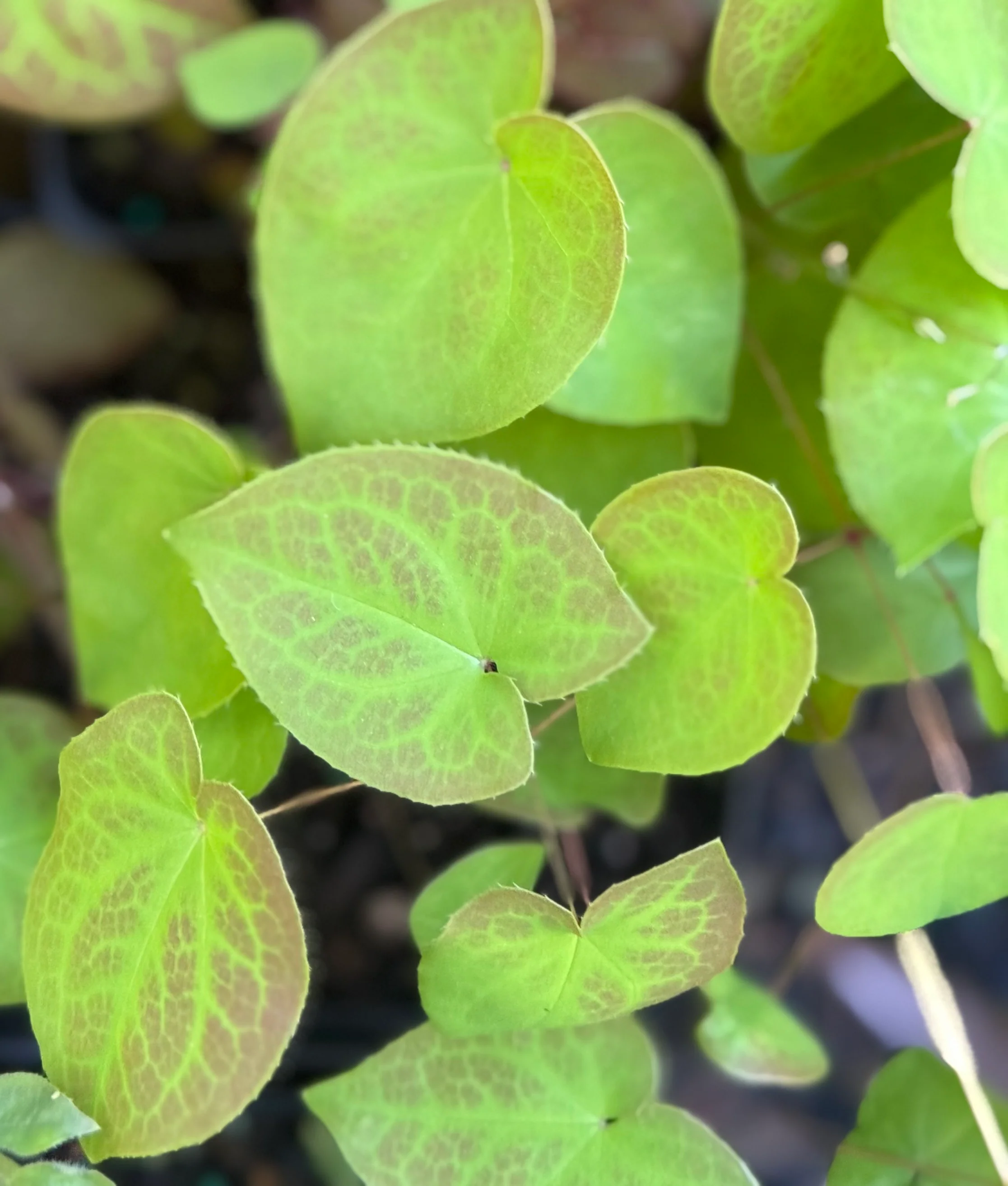 *RETAIL - Epimedium x versicolor 'Sulphureum' - Image 3