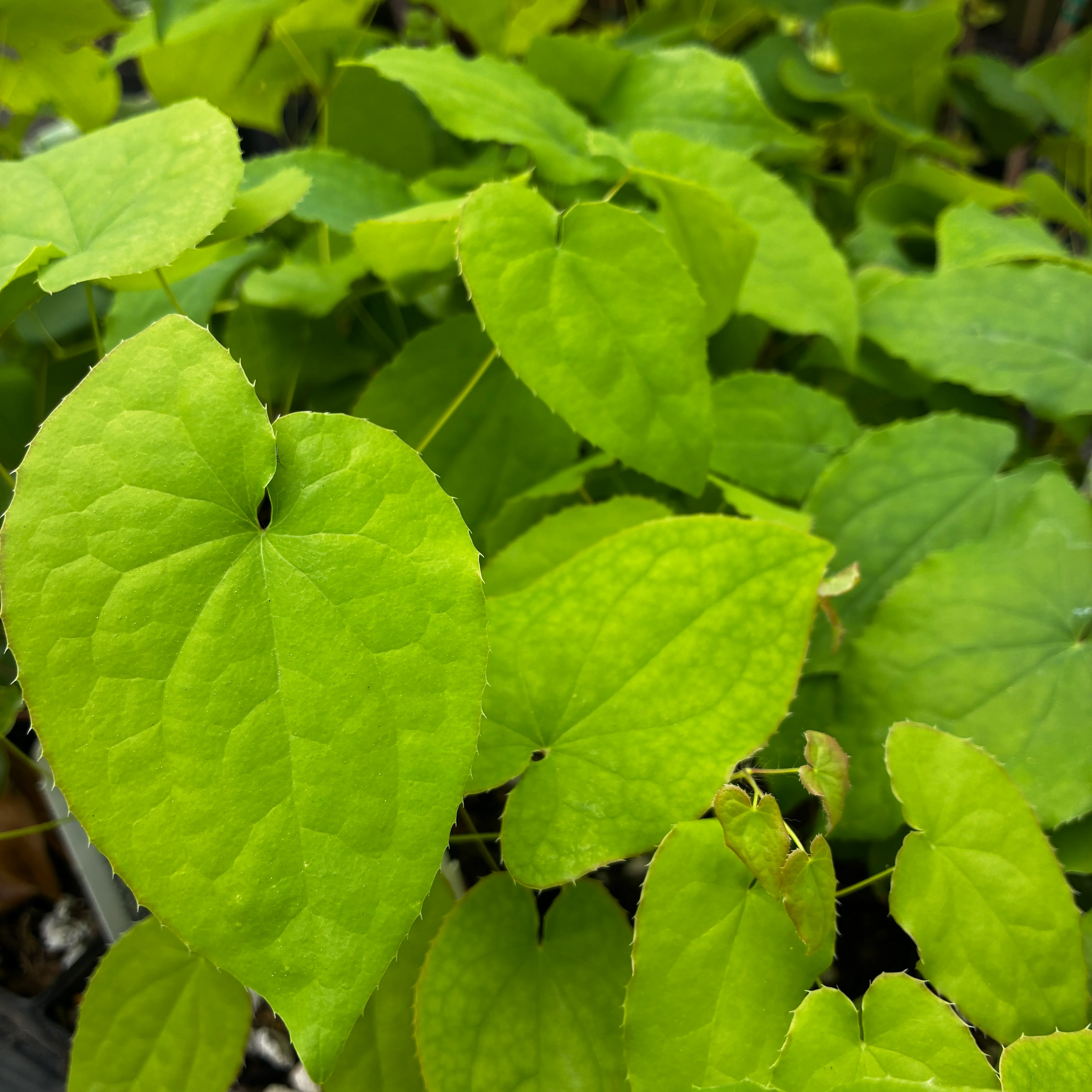 Plants for Part Sun/Shade
