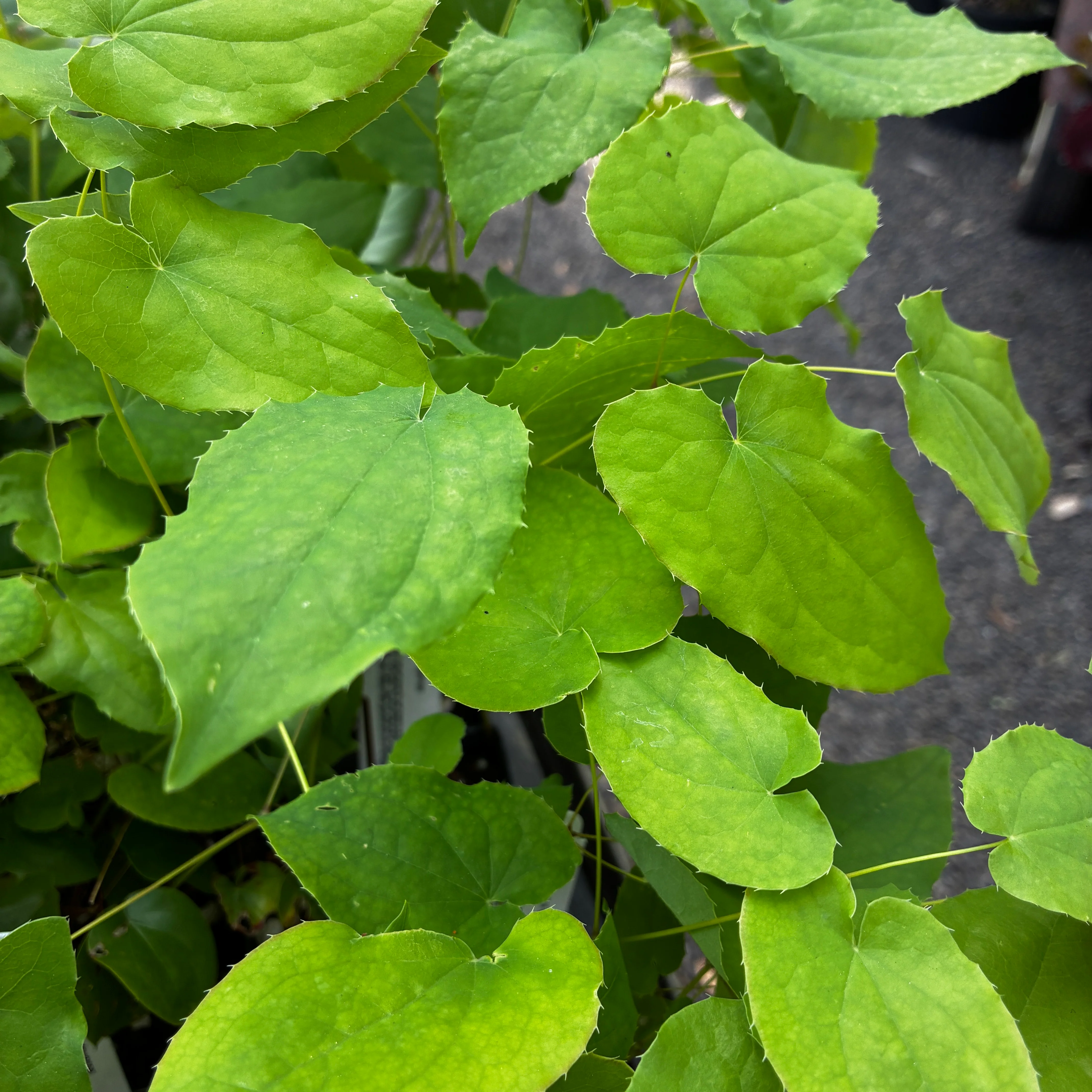 *RETAIL - Epimedium x warleyense - Image 2