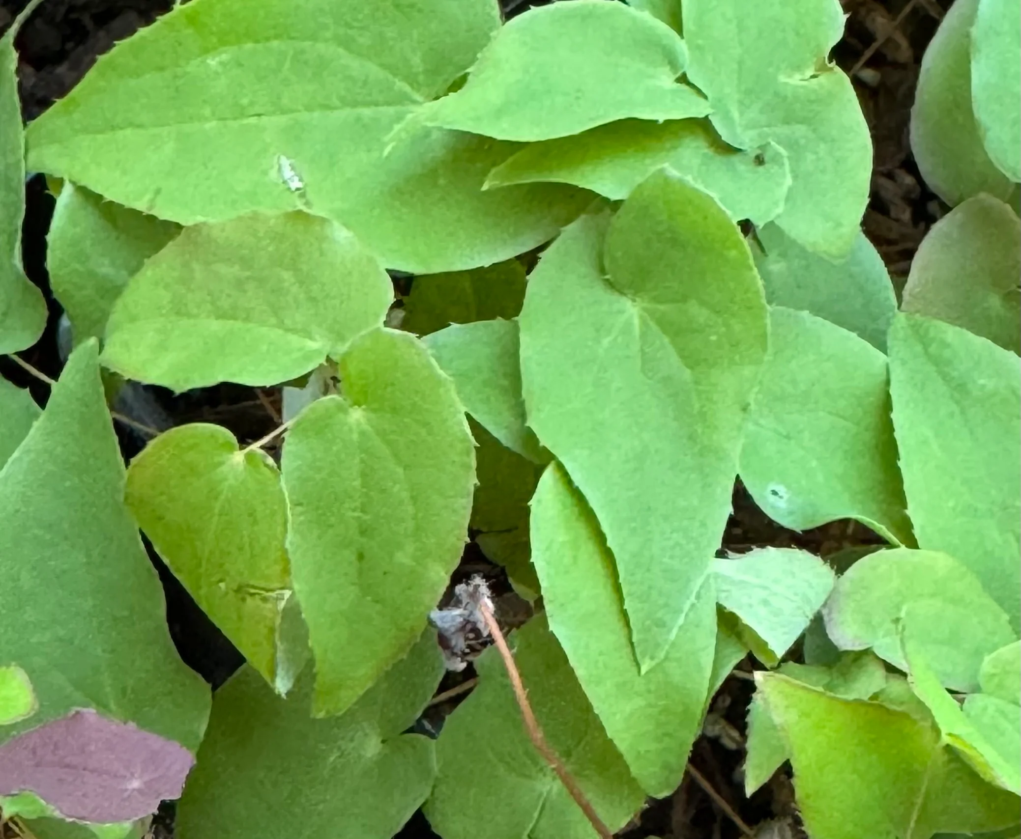 *RETAIL - Epimedium x youngianum 'Akebono' - Image 2