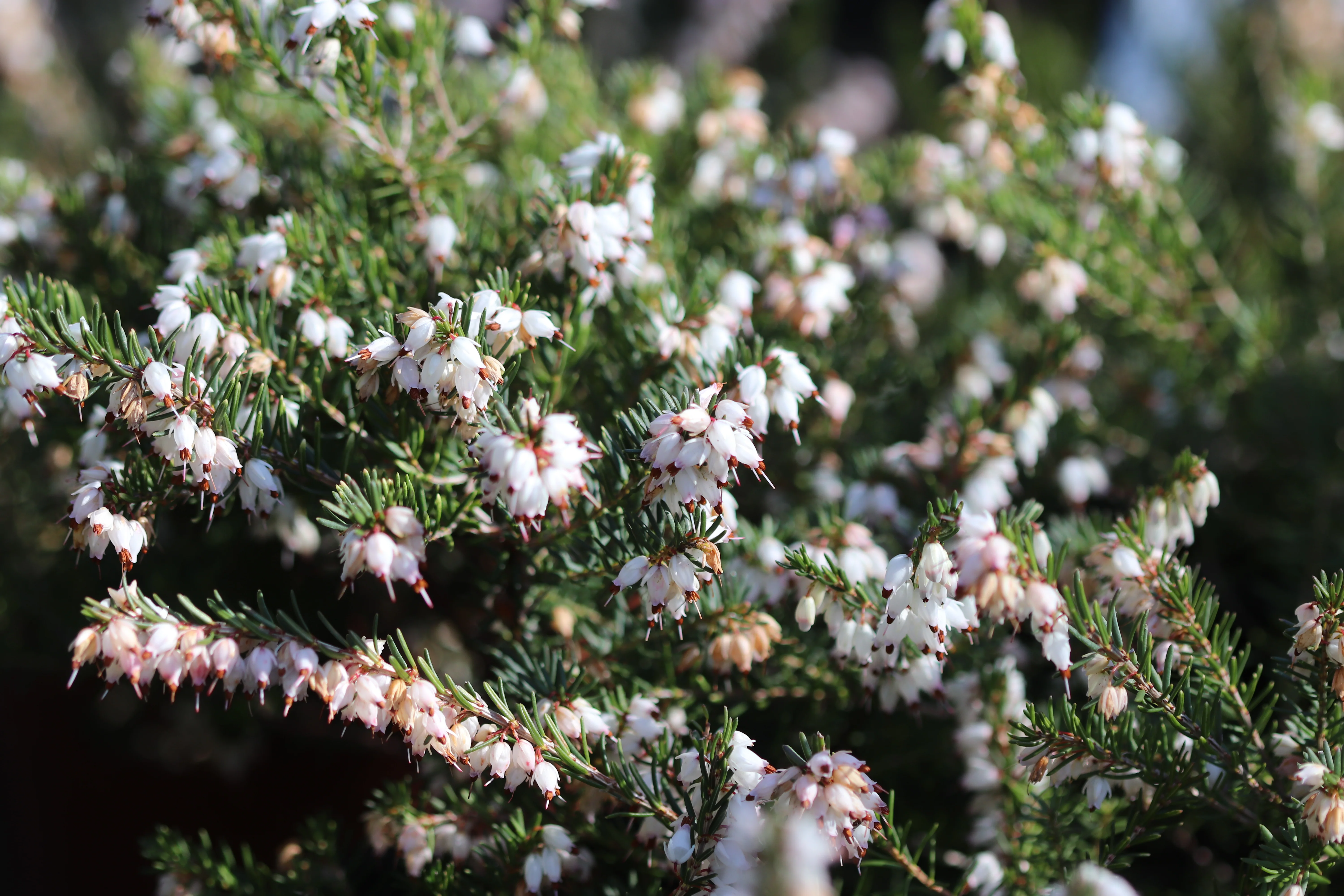 *RETAIL - Erica x darleyensis 'Mediterranean White' - Image 2