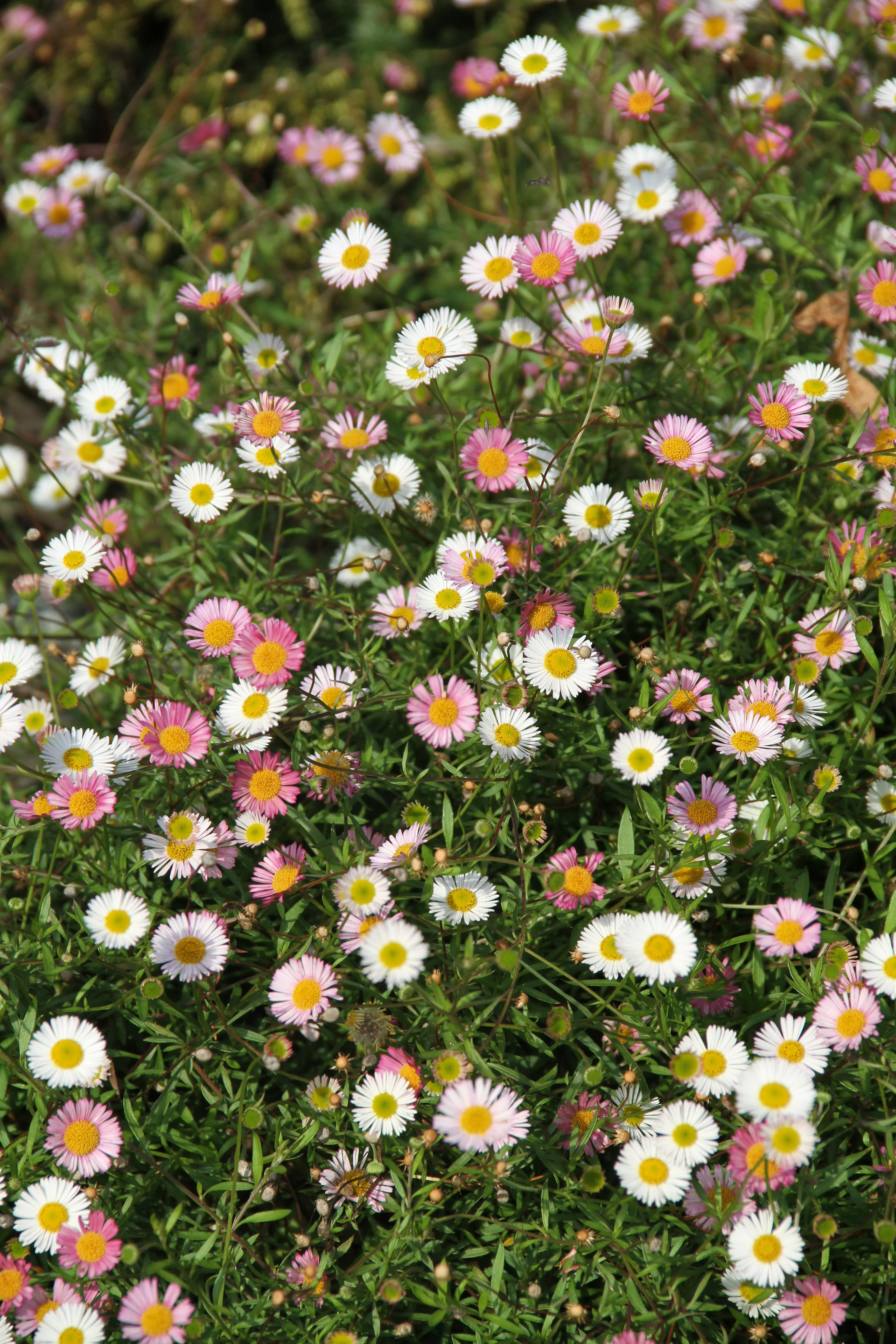 *RETAIL - Erigeron karvinskianus - Image 2