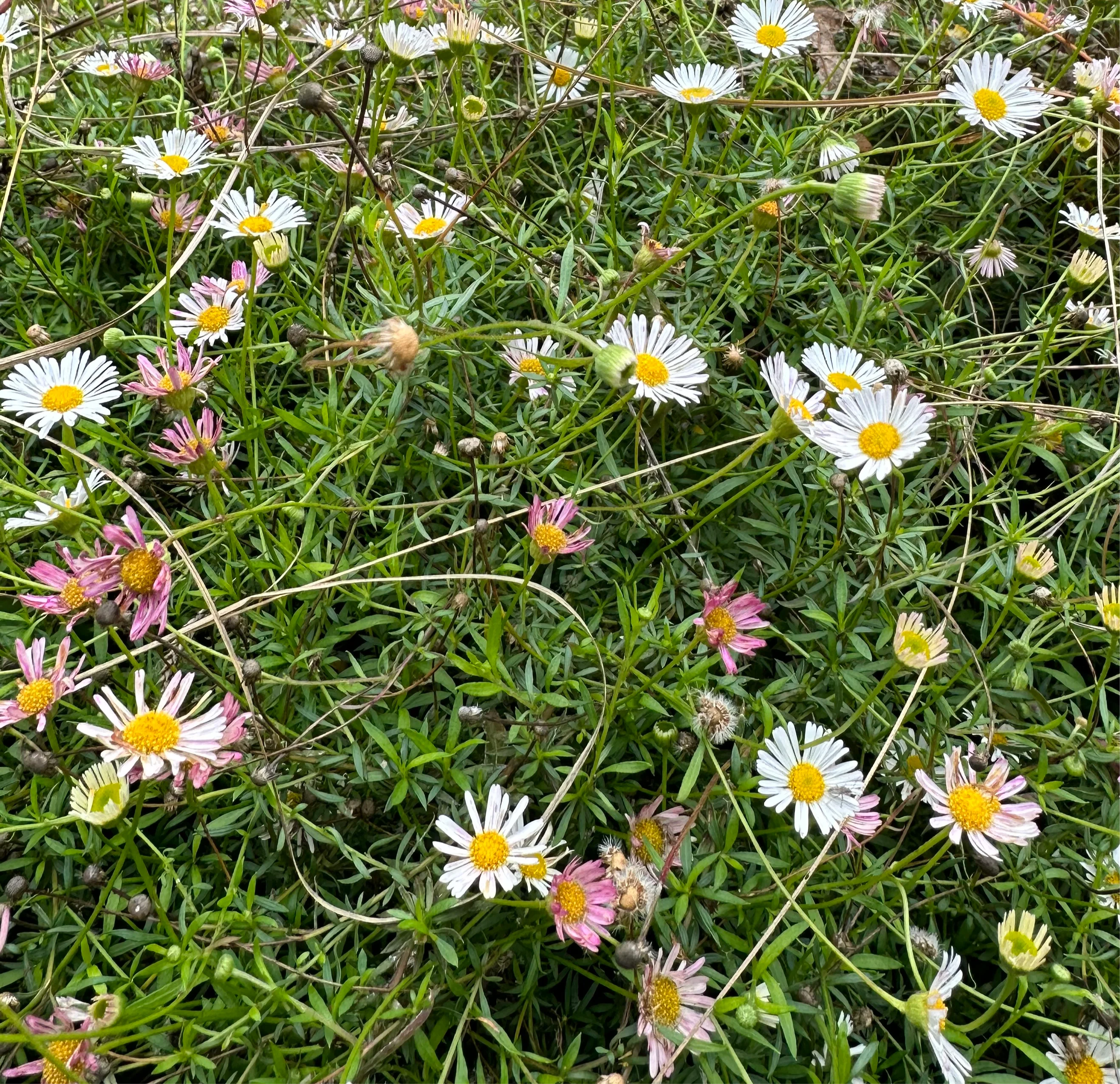 *RETAIL - Erigeron karvinskianus - Image 3