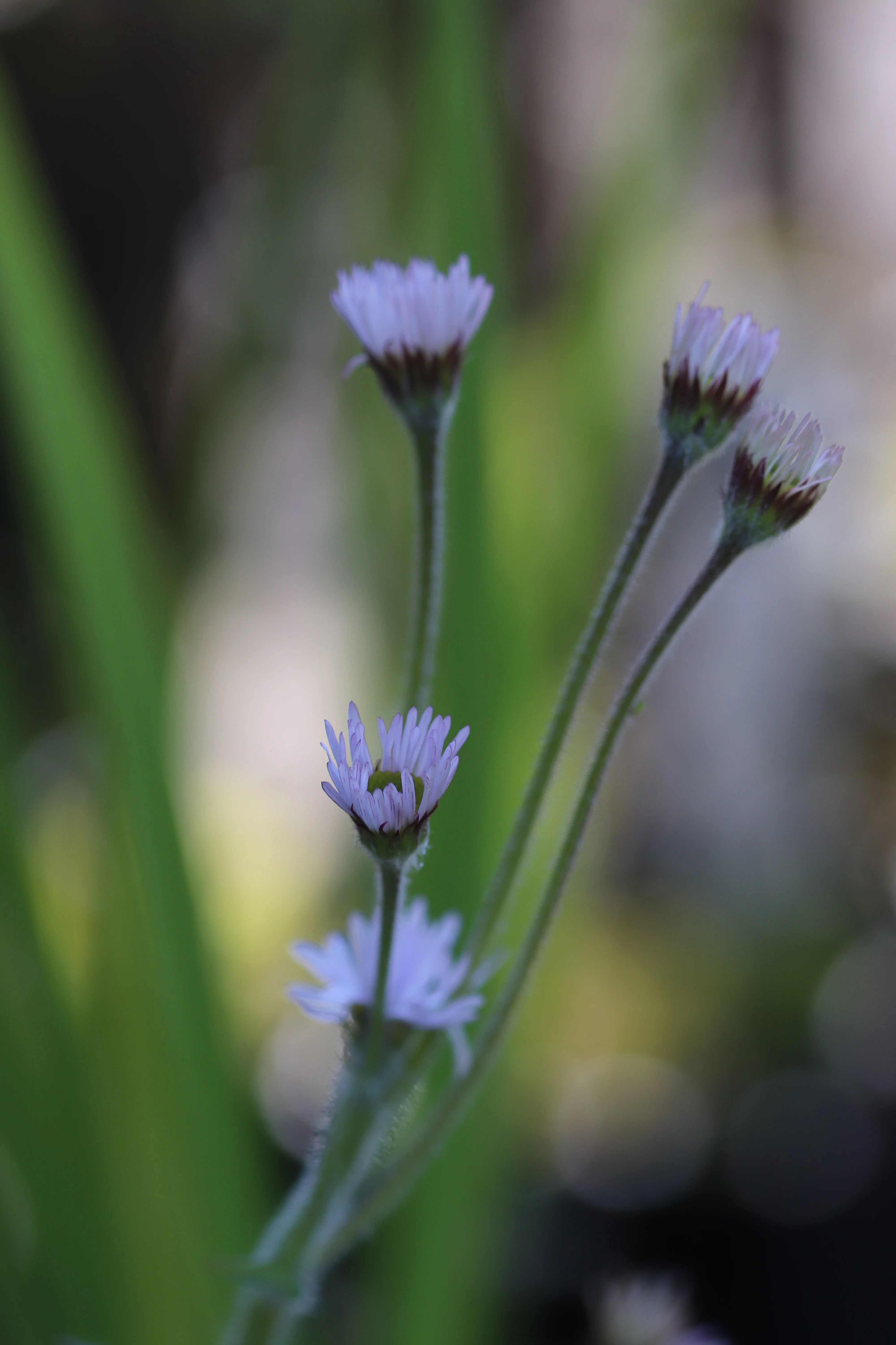 *RETAIL - Erigeron pulchellus 'Meadow Muffin' - Image 3