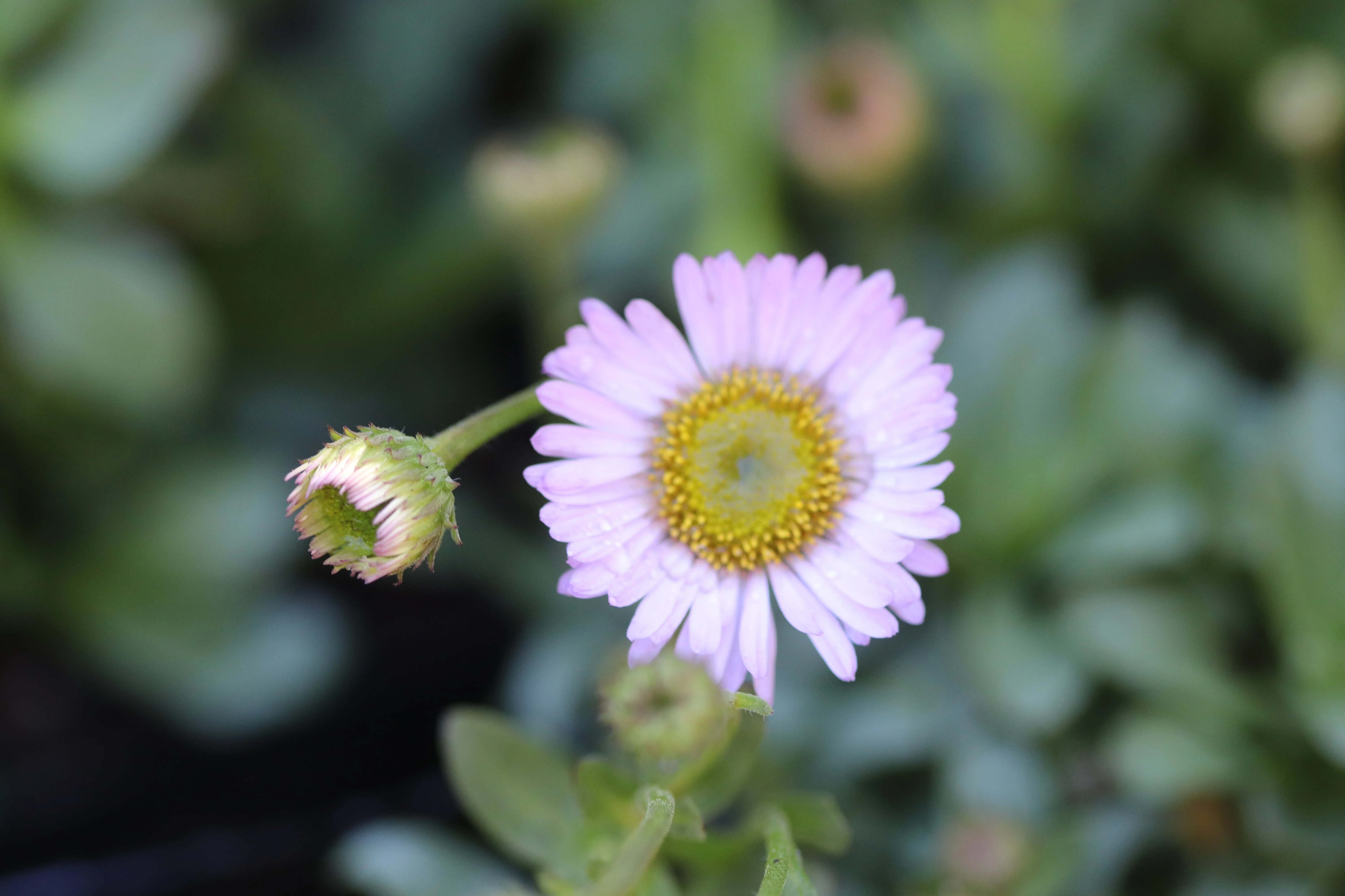 *RETAIL - Erigeron 'Wayne Roderick'