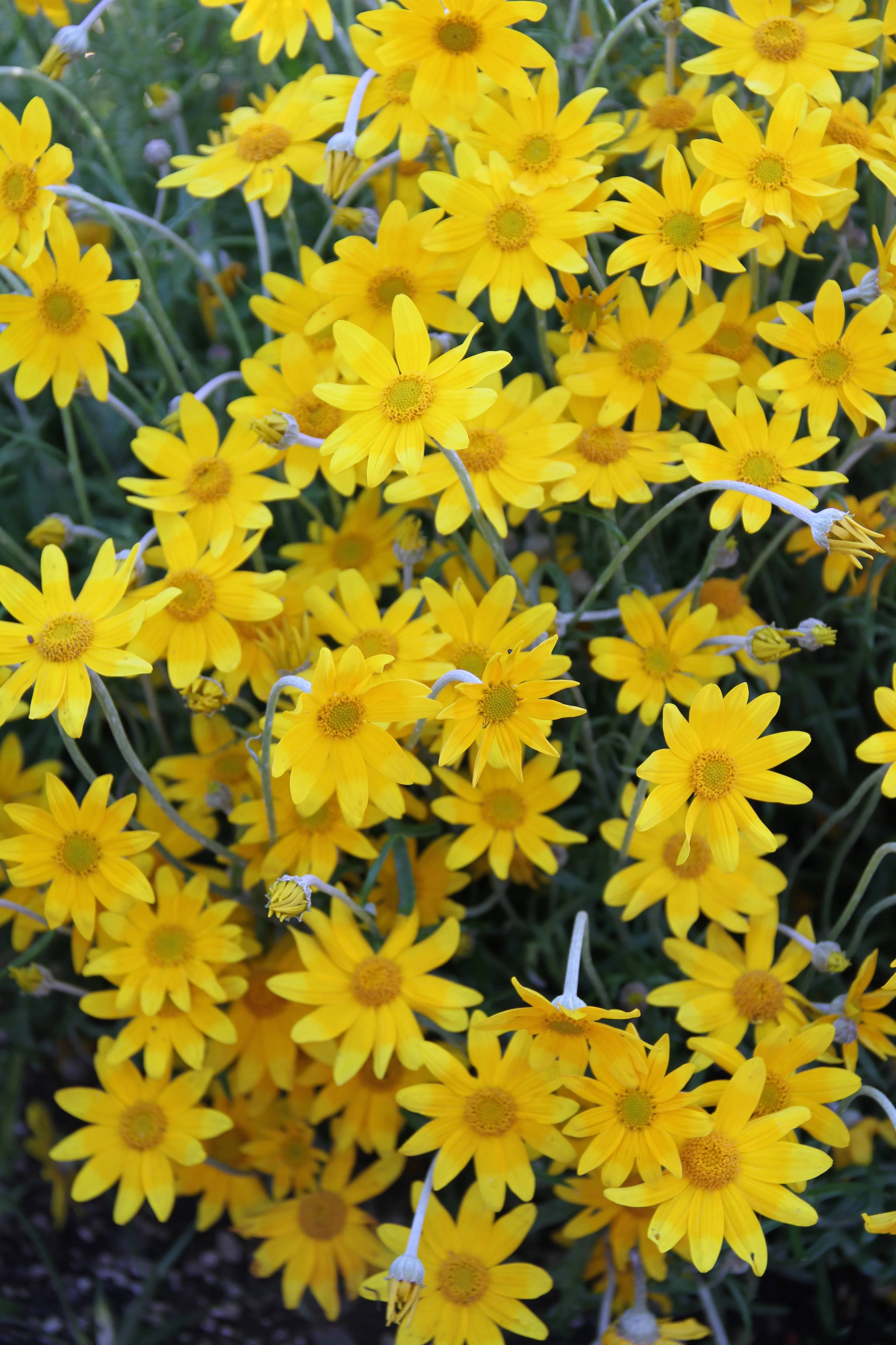 *RETAIL - Eriophyllum lanatum 'Siskiyou'