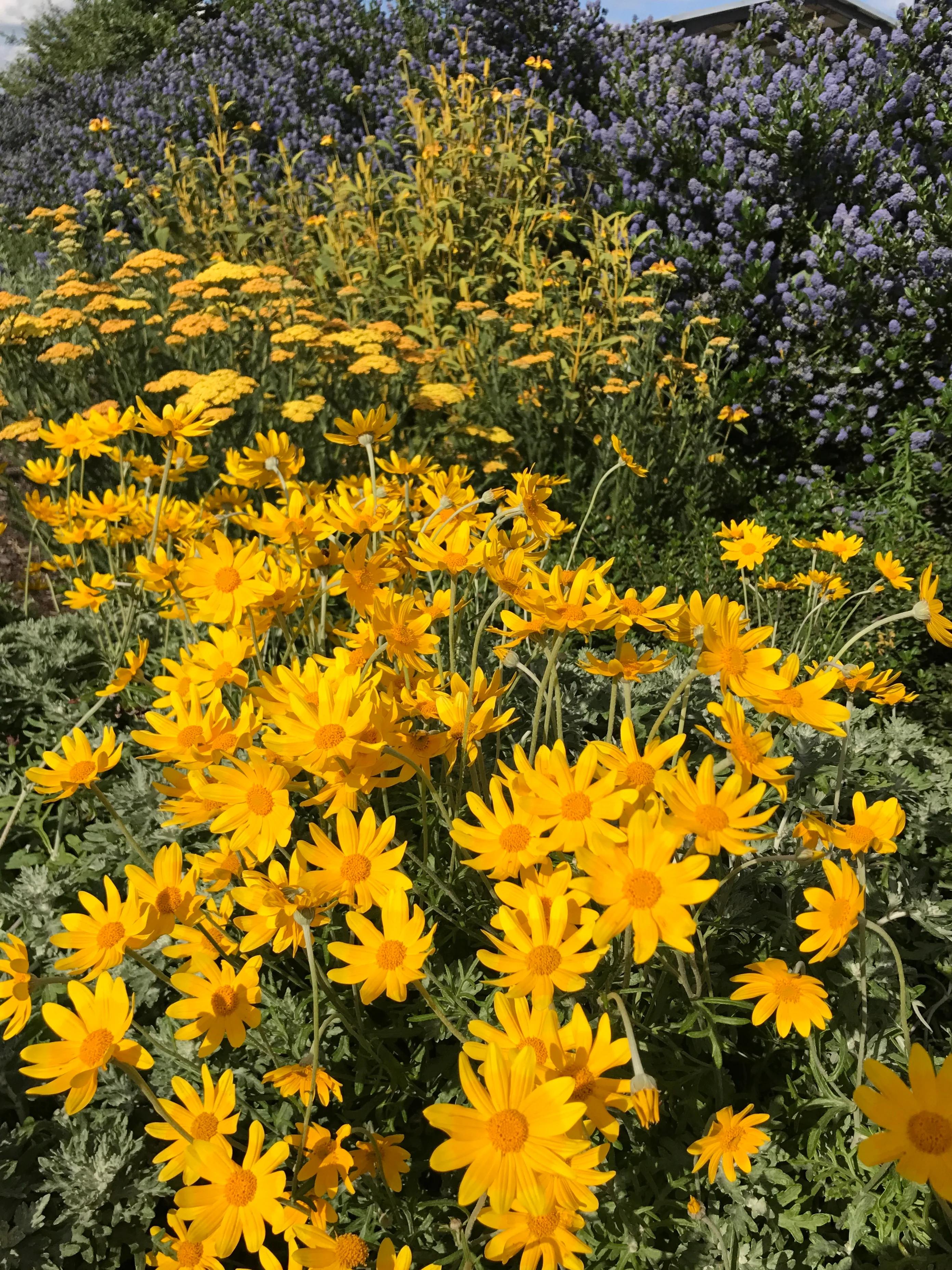 Eriophyllum lanatum 'Takilma Gold'