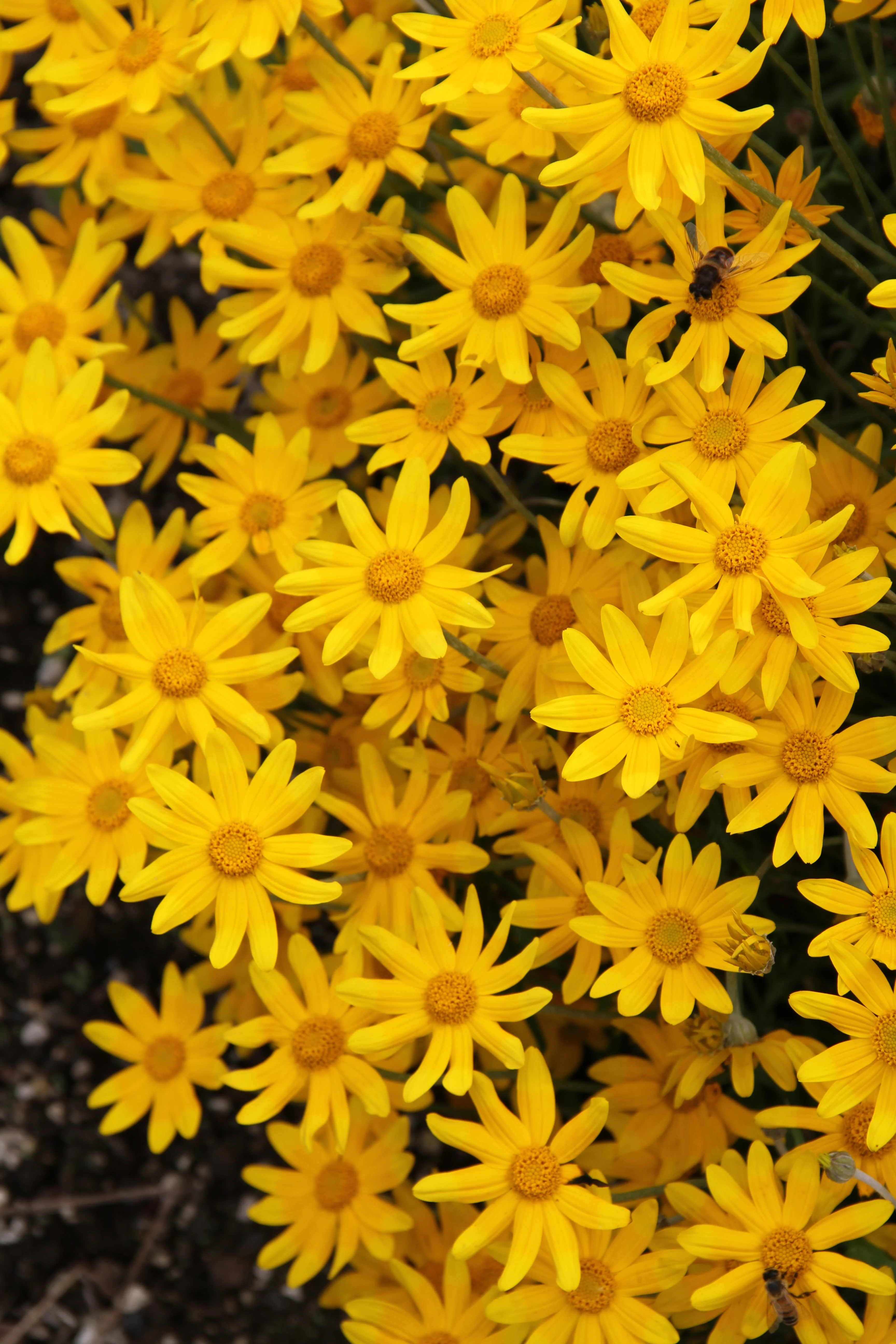 Eriophyllum lanatum 'Takilma Gold' - Image 2