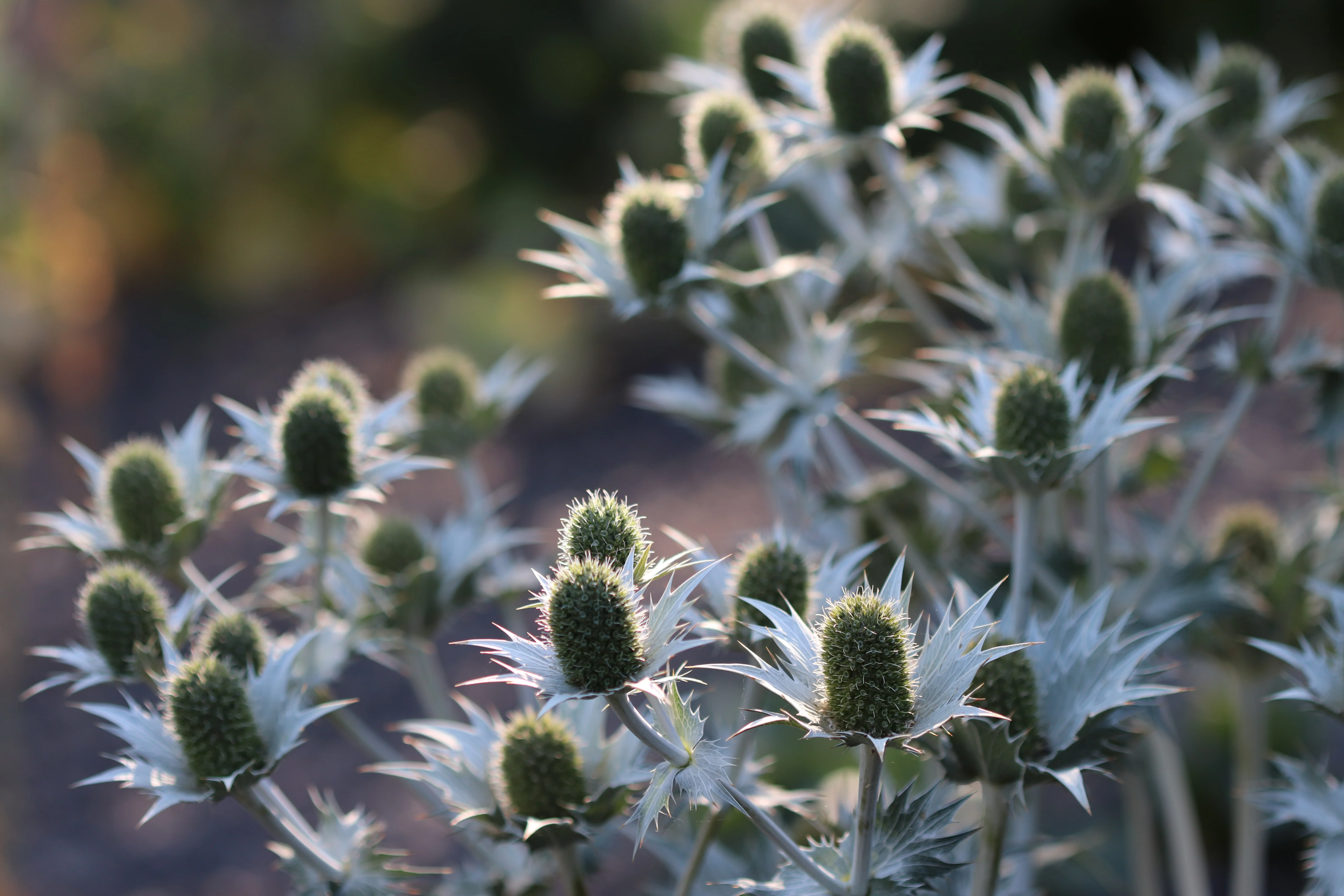 *RETAIL - Eryngium gigantium 'Miss Willmott's Ghost' - Image 2