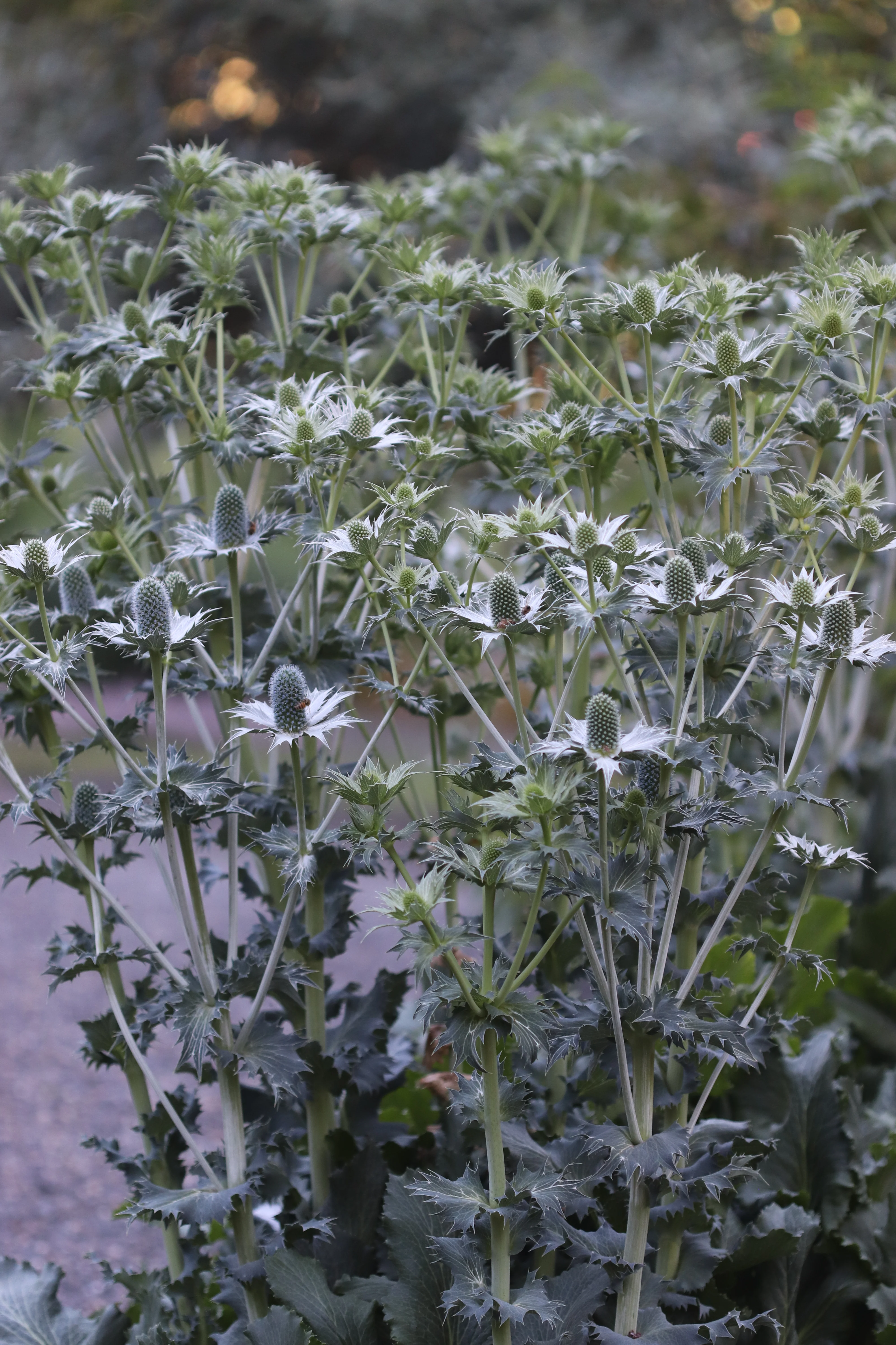 *RETAIL - Eryngium gigantium 'Miss Willmott's Ghost' - Image 3