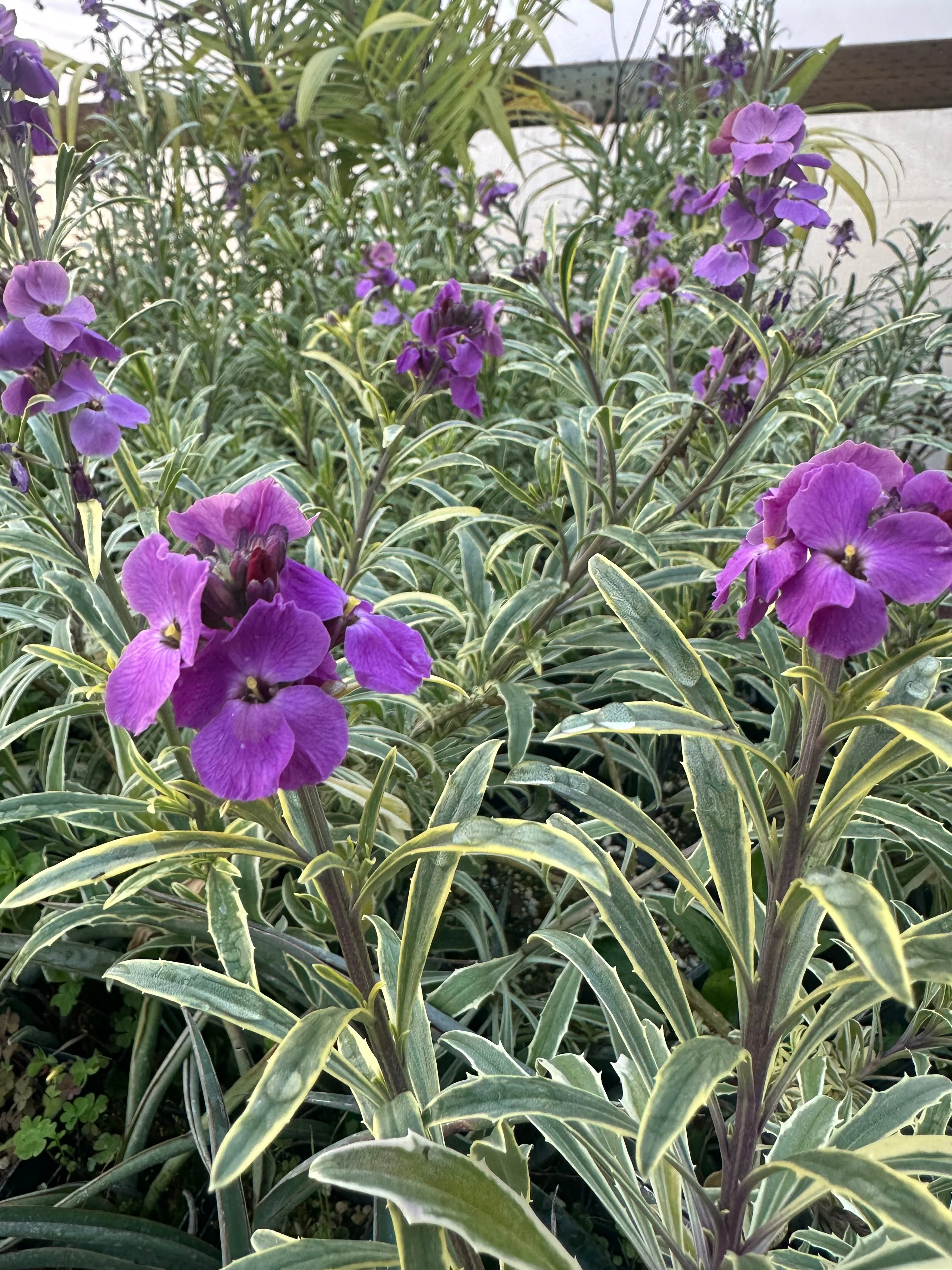 *RETAIL - Erysimum linifolium ‘Variegatum’ - Image 2
