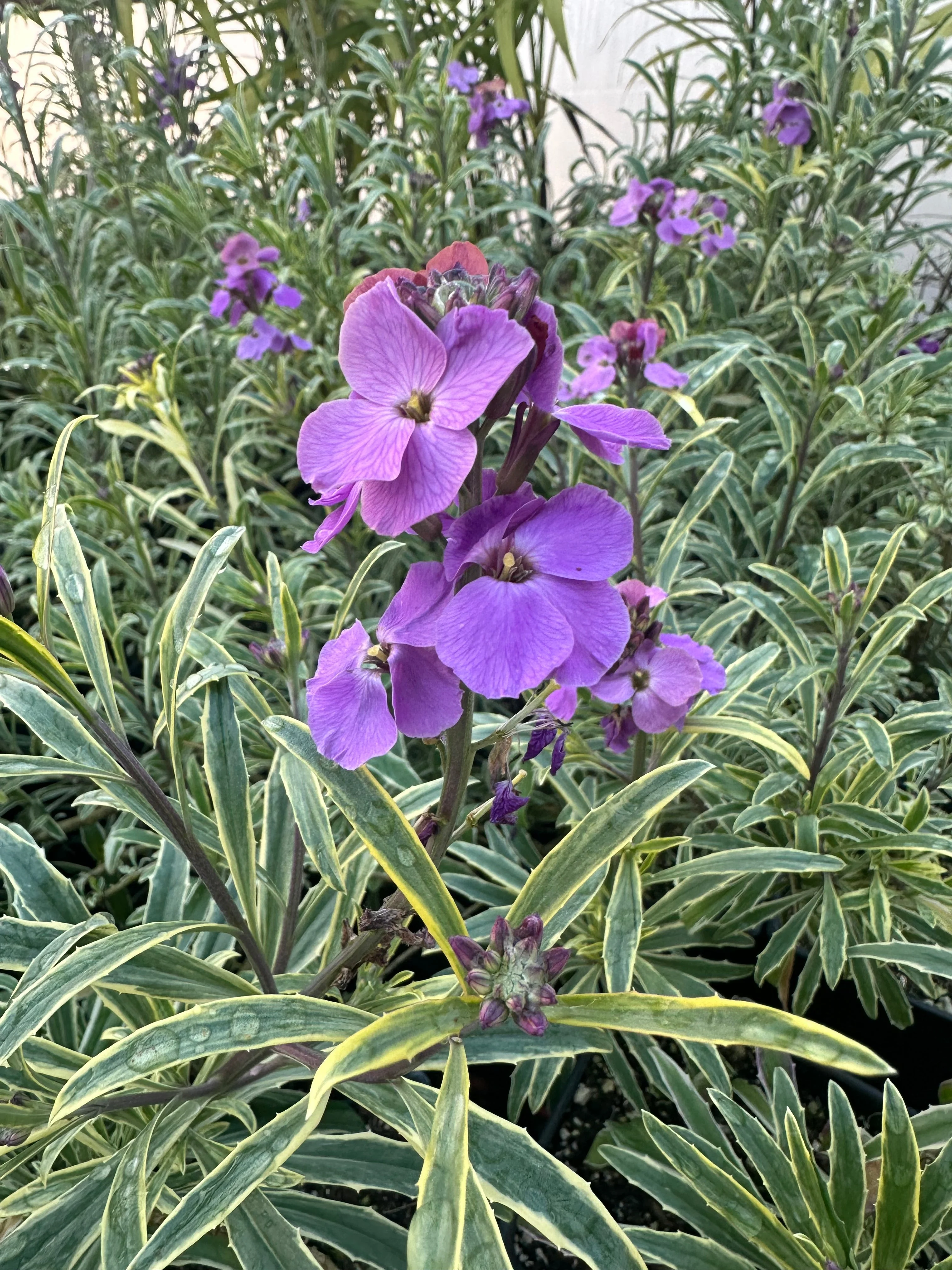 *RETAIL - Erysimum linifolium ‘Variegatum’ - Image 3