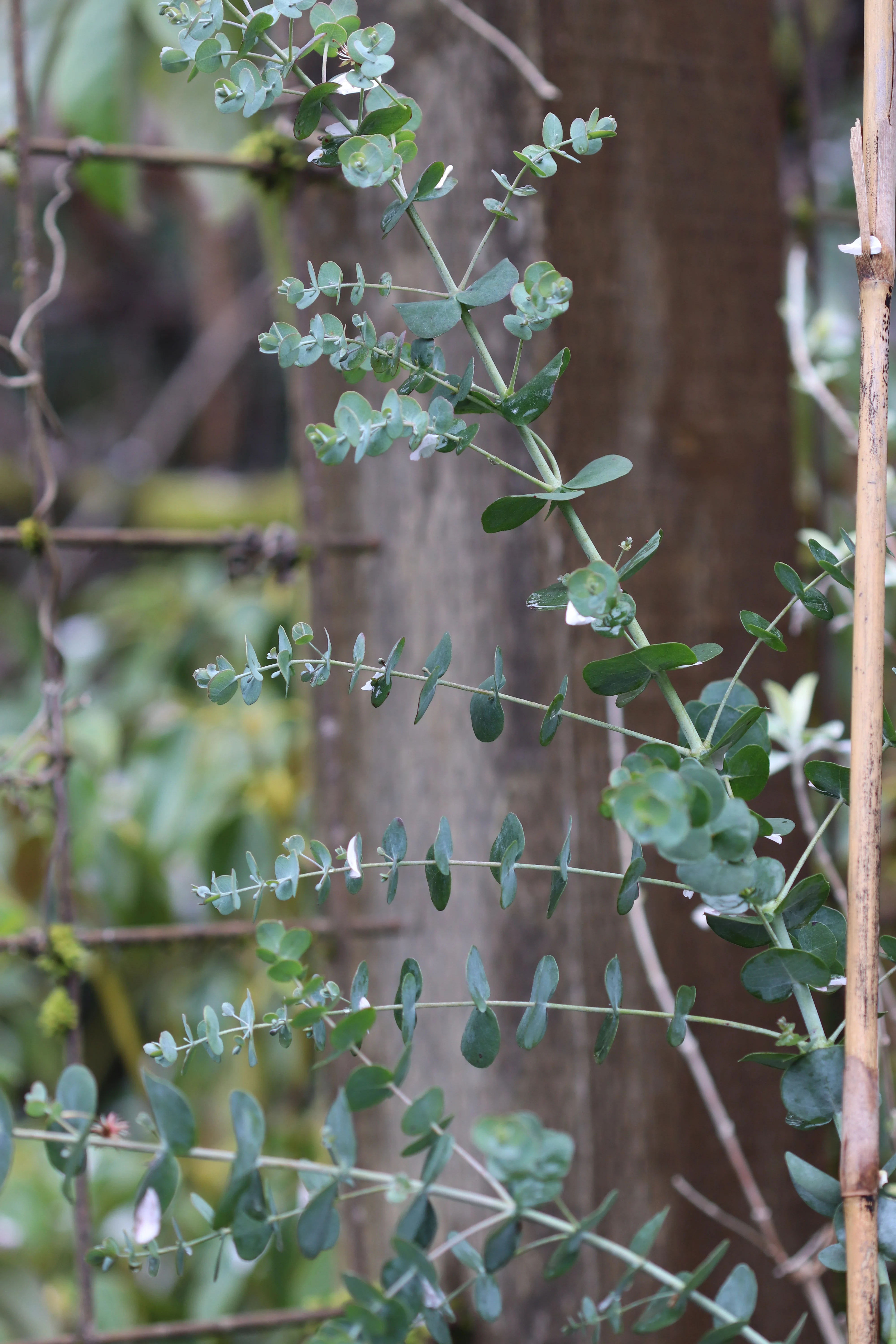 *RETAIL - Eucalyptus glaucescens - Image 2