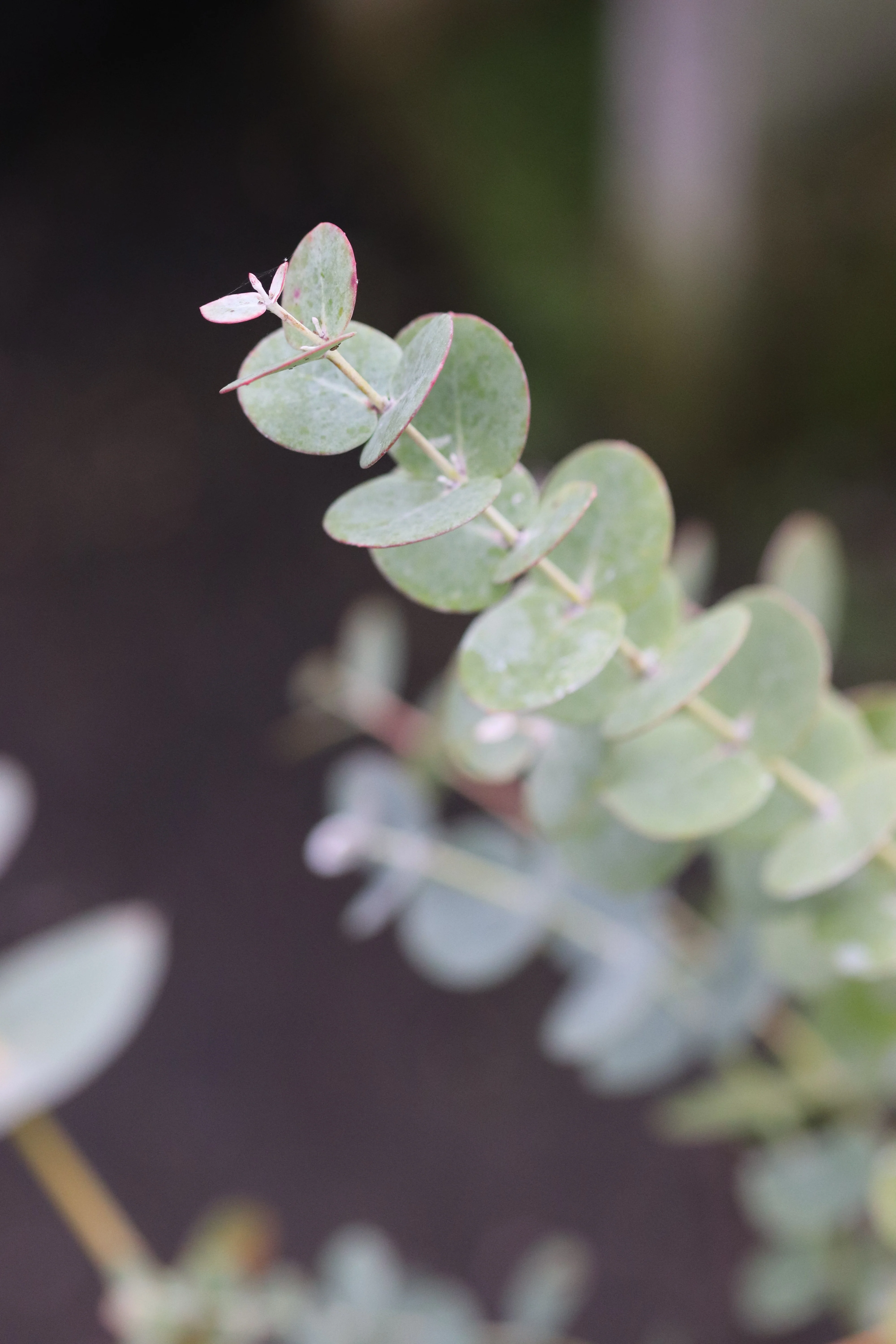 *RETAIL - Eucalyptus perriniana - Image 3