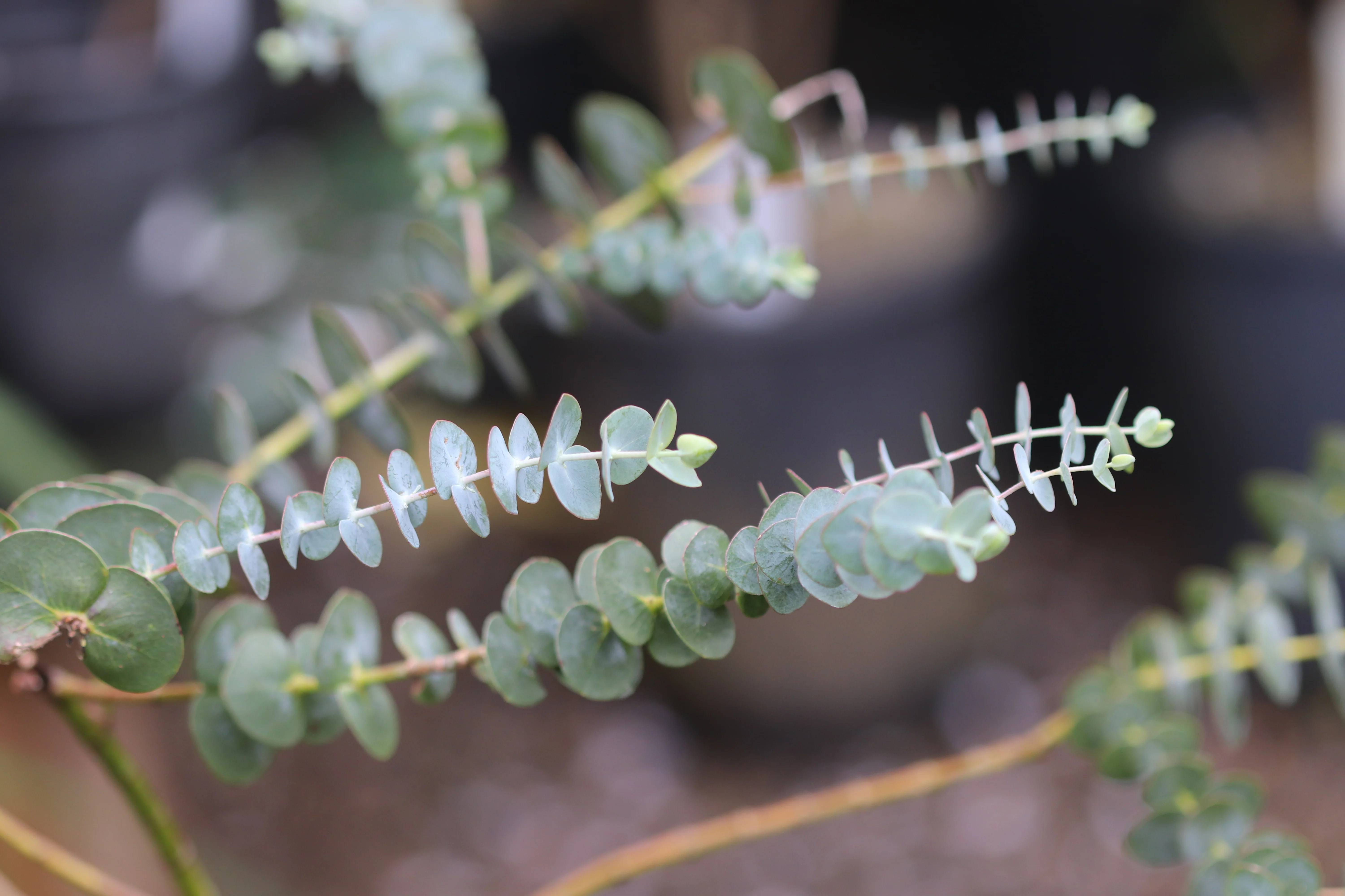 *RETAIL - Eucalyptus pulverulenta 'Baby Blue'