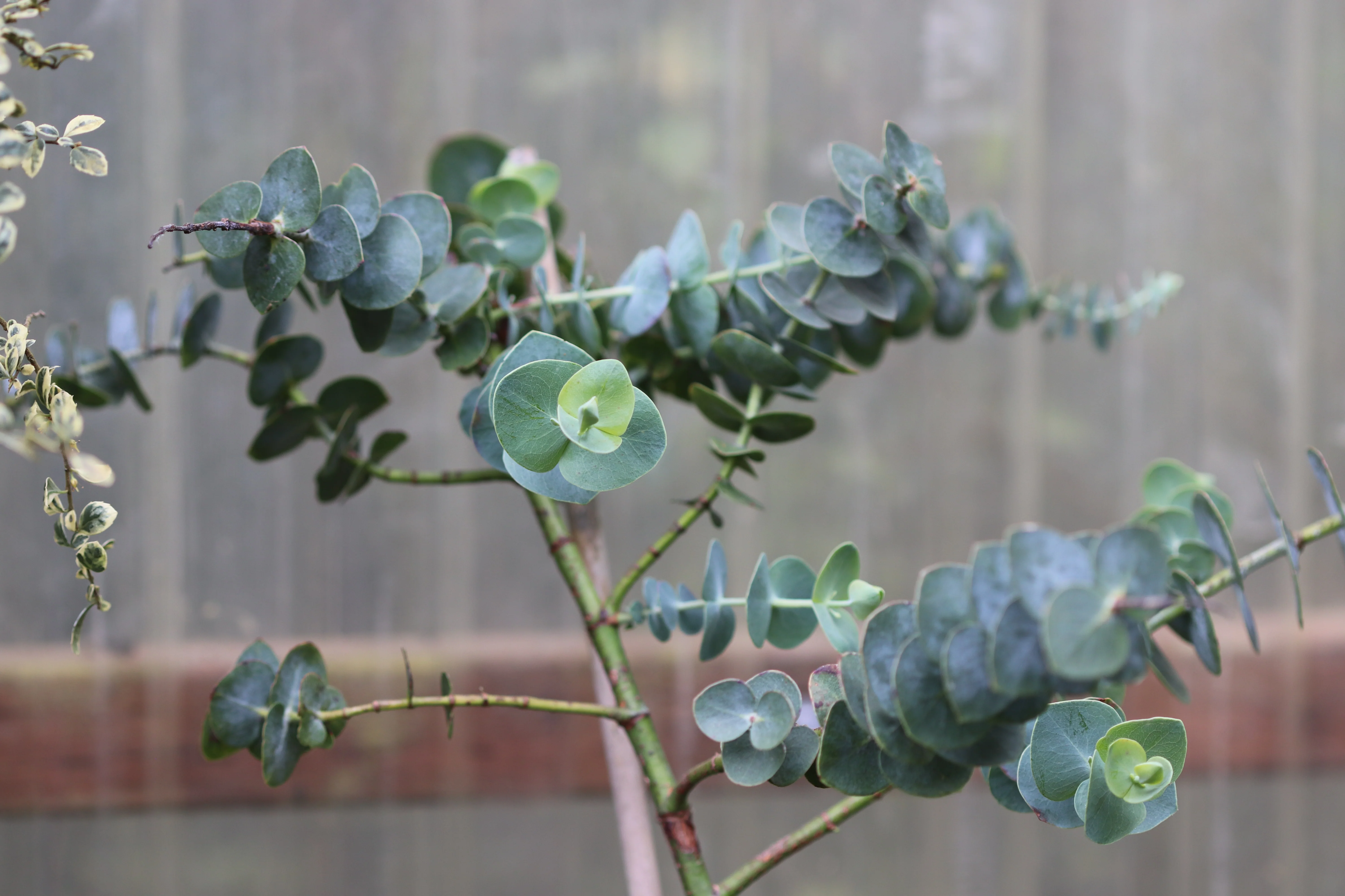 *RETAIL - Eucalyptus pulverulenta 'Baby Blue' - Image 2