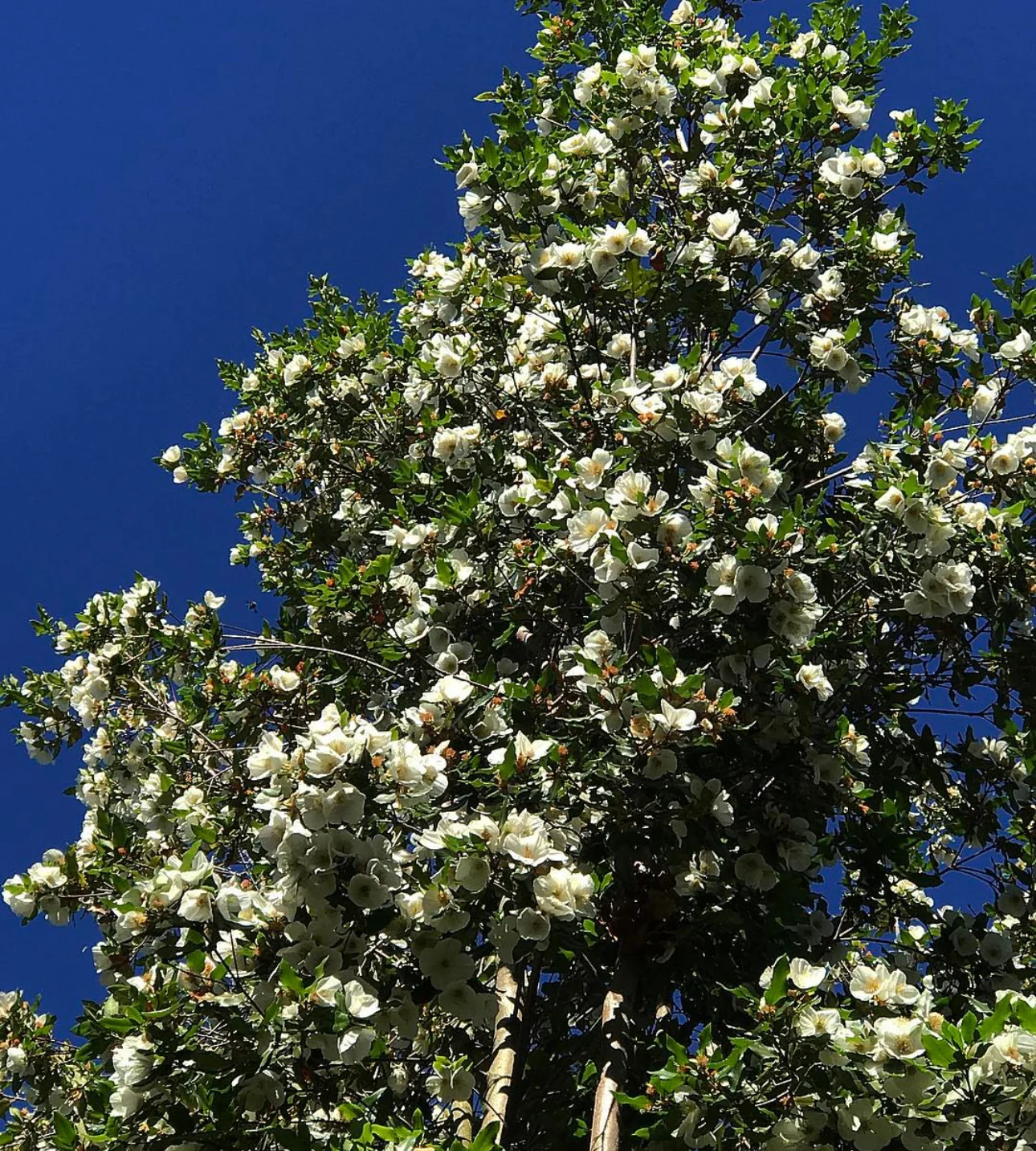 *RETAIL - Eucryphia x nymansensis 'Nymansay' - Image 2