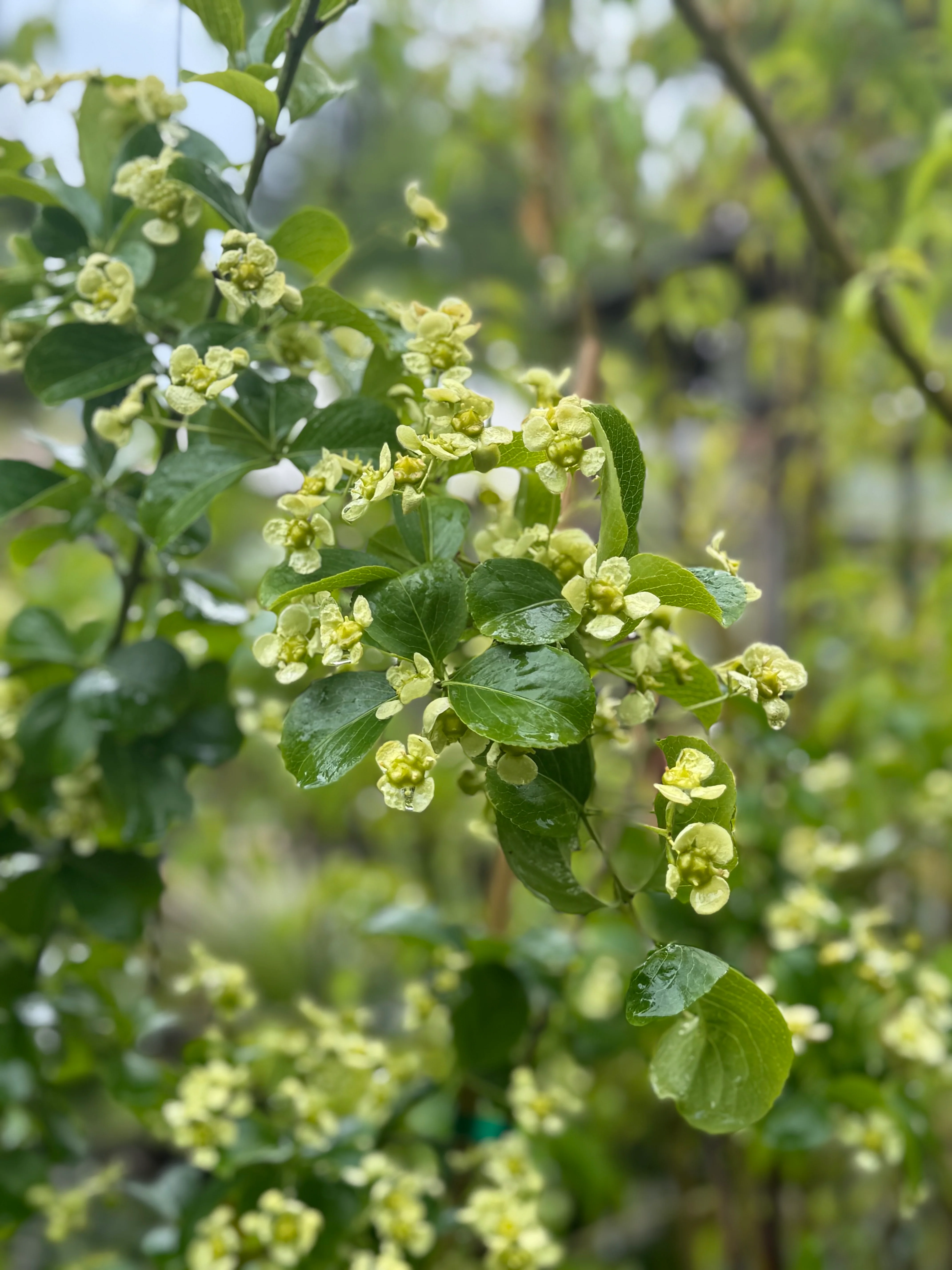 *RETAIL - Euonymus myrianthus - yellow fruited