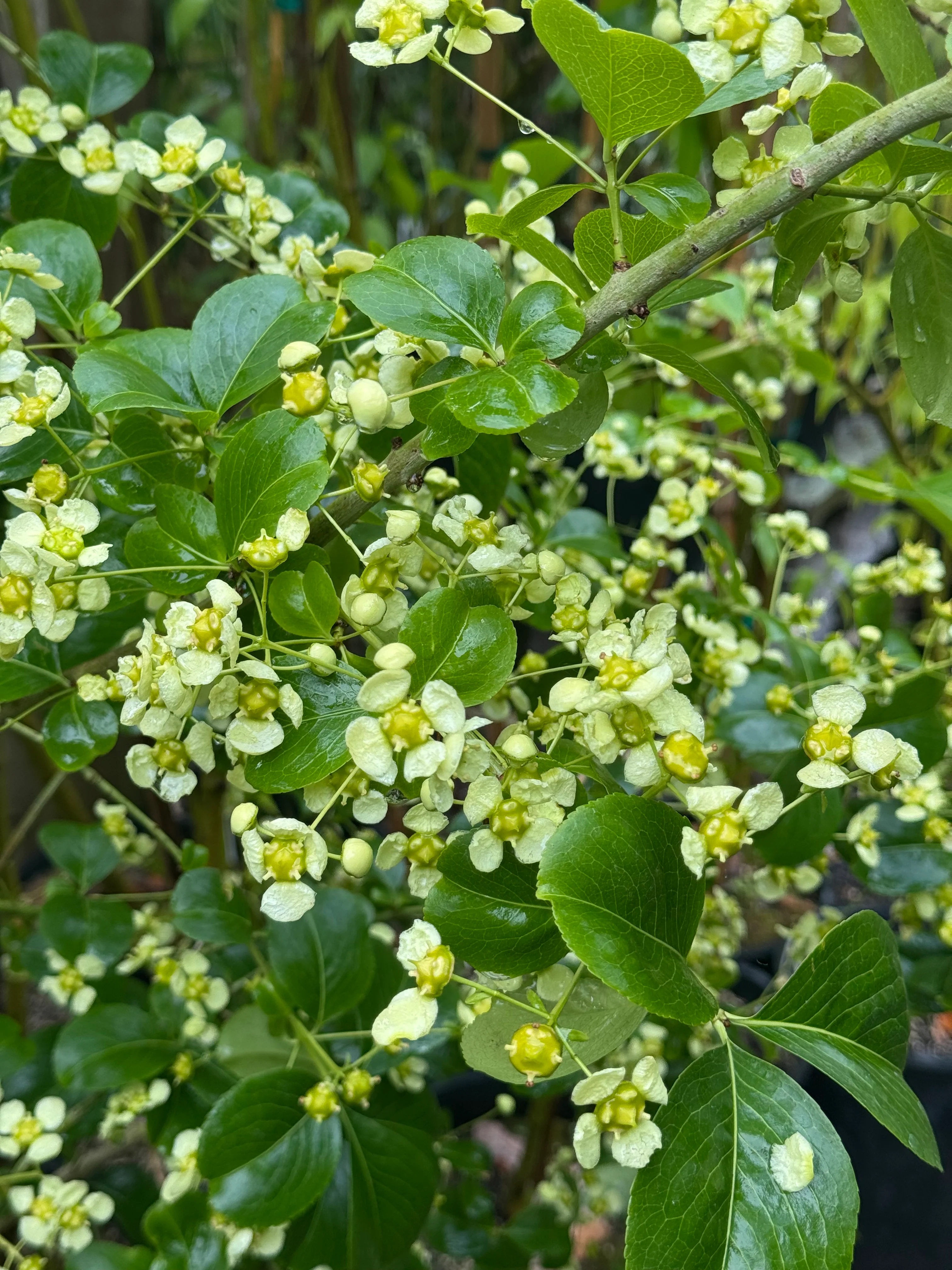 *RETAIL - Euonymus myrianthus - yellow fruited - Image 2
