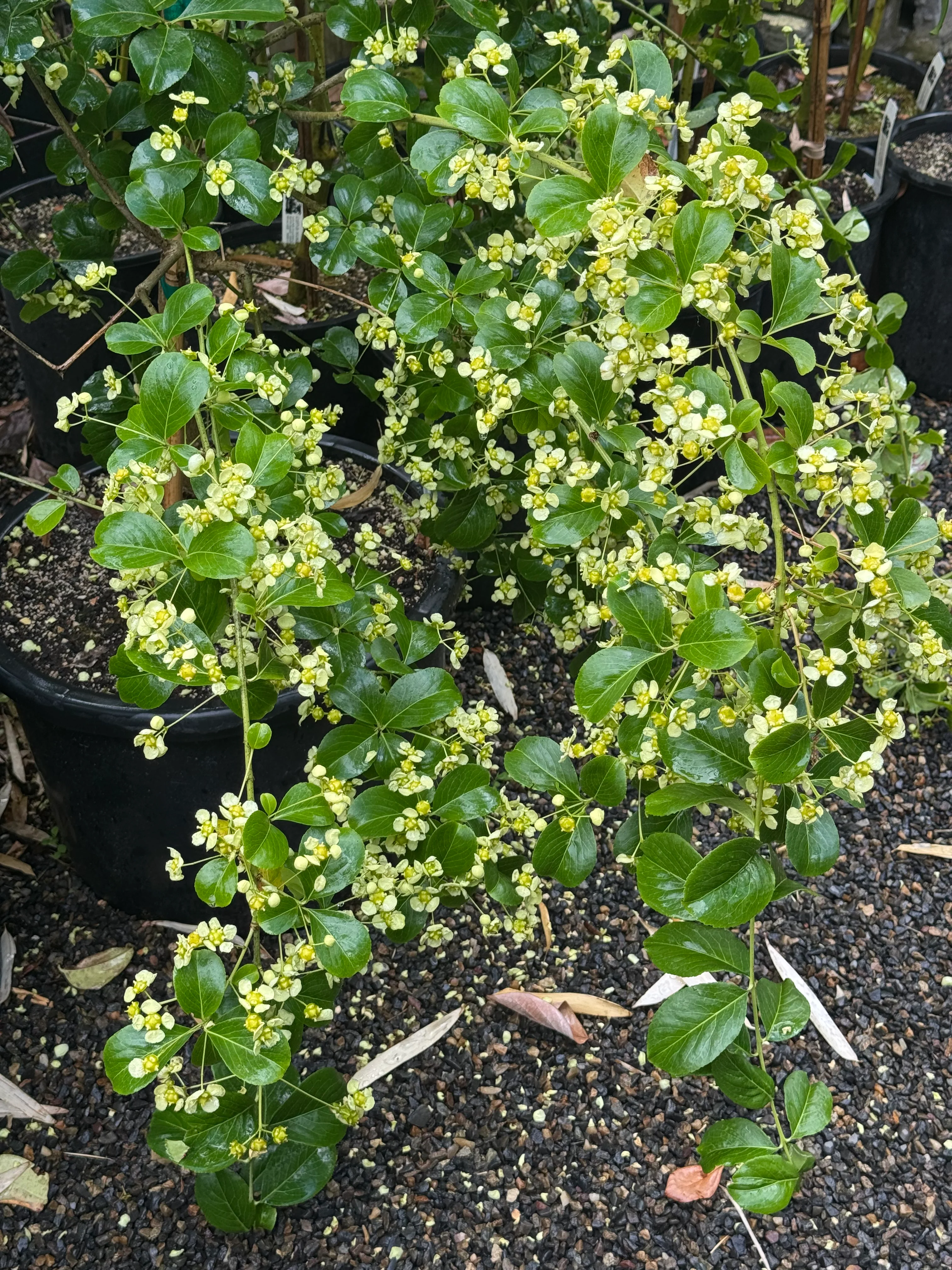 *RETAIL - Euonymus myrianthus - yellow fruited - Image 3