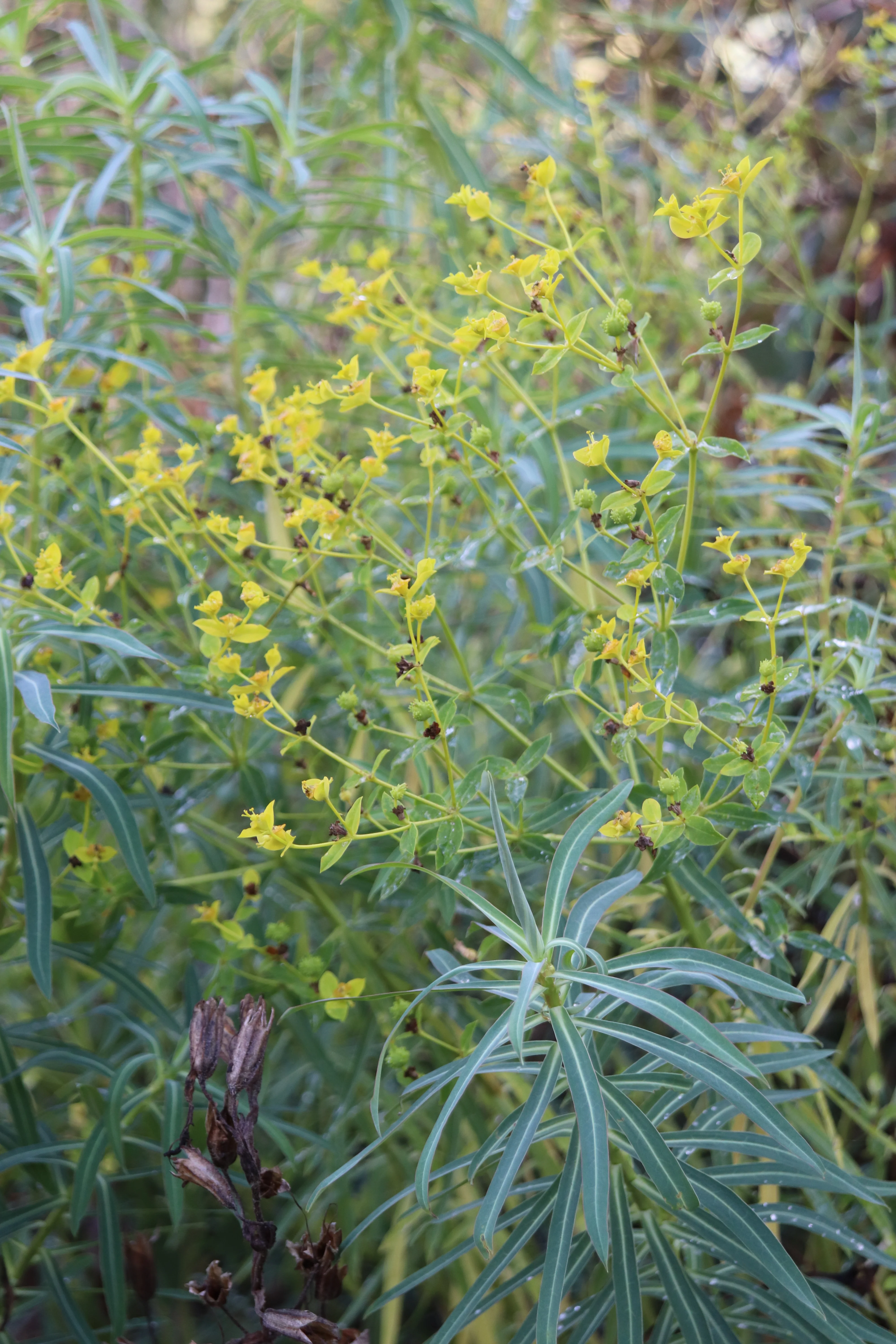 *RETAIL - Euphorbia ceratocarpa - Image 2