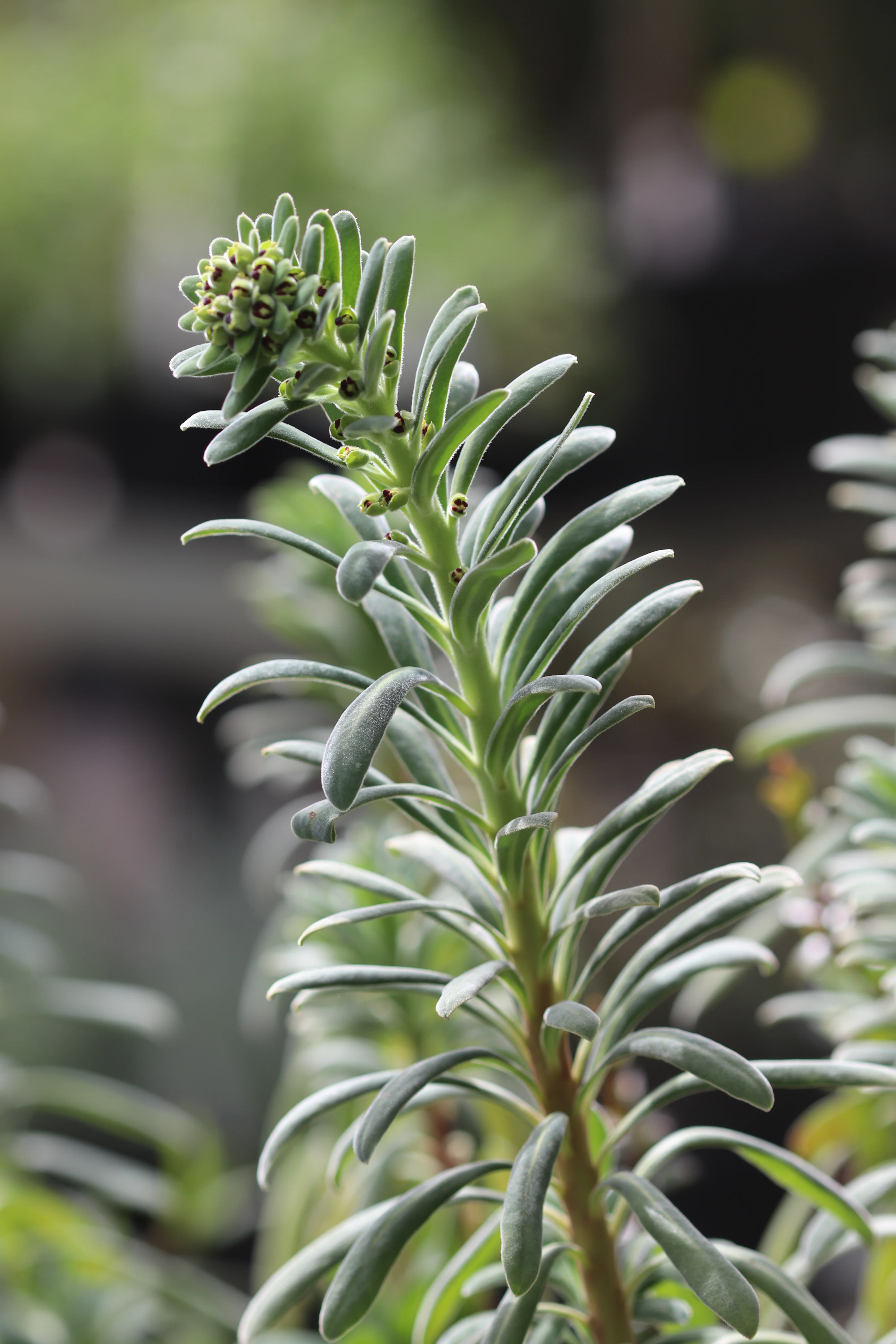 *RETAIL - Euphorbia characias 'Portuguese Velvet' - Image 2