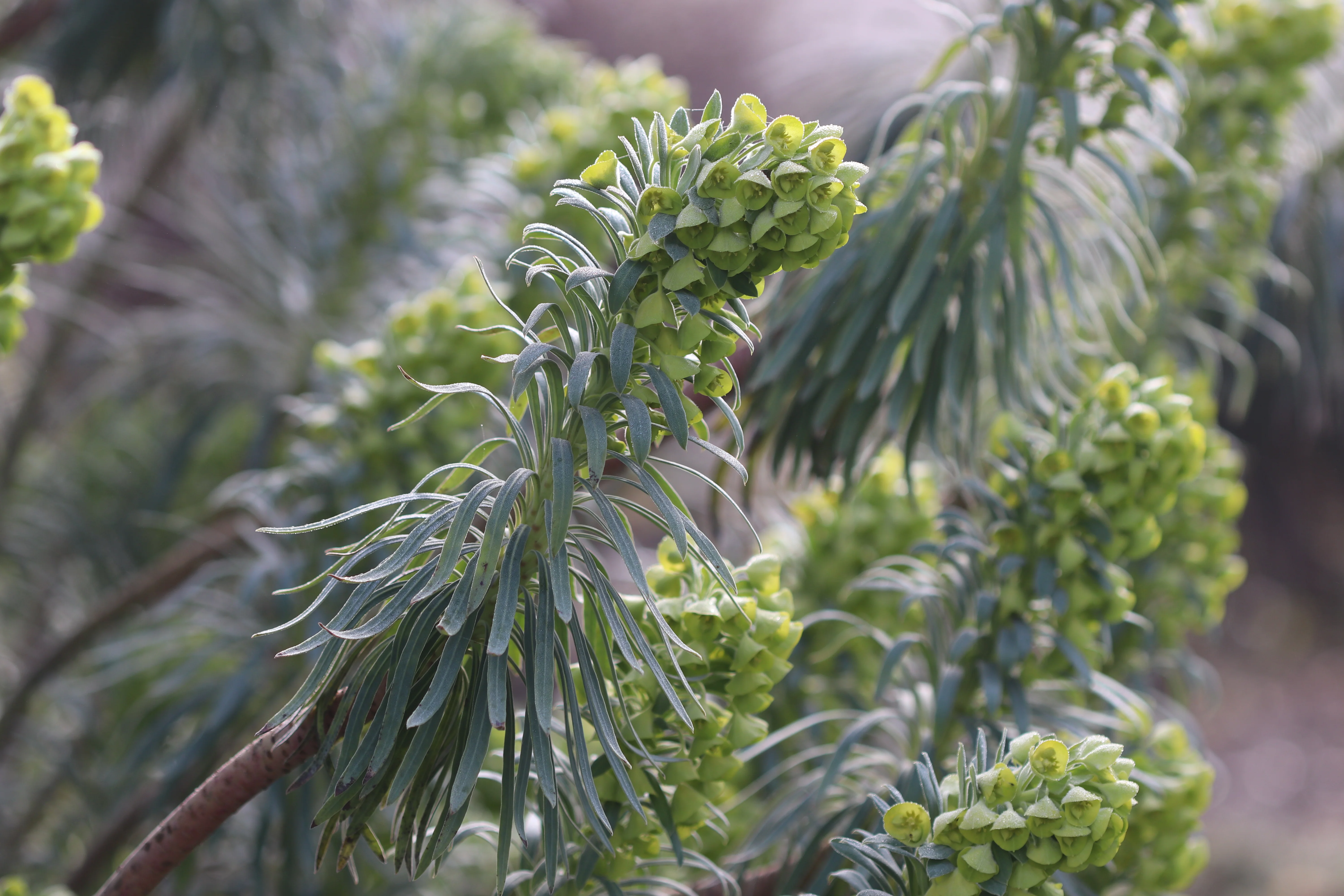 *RETAIL - Euphorbia characias ssp. wulfenii - Image 2