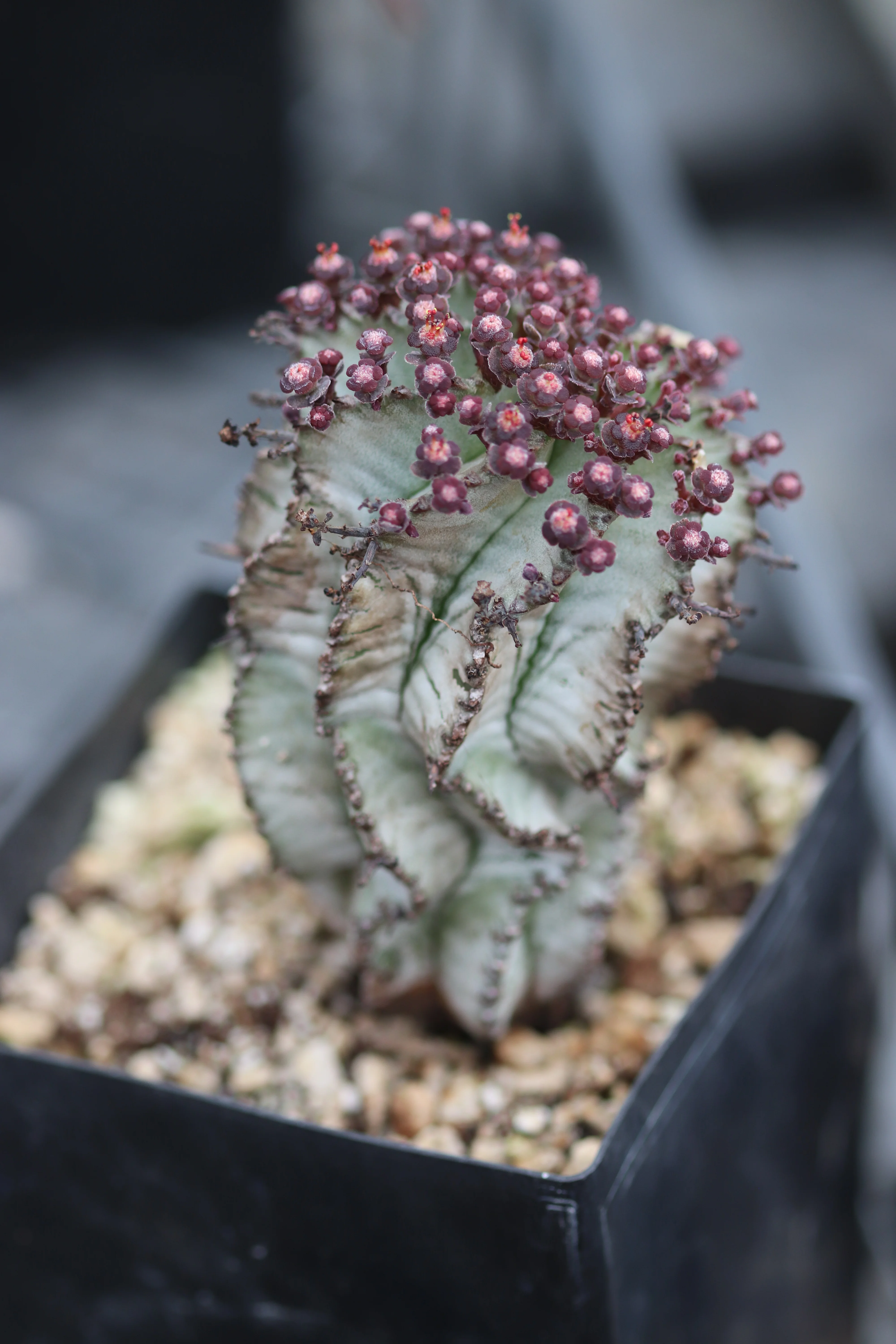 *RETAIL - Euphorbia horrida