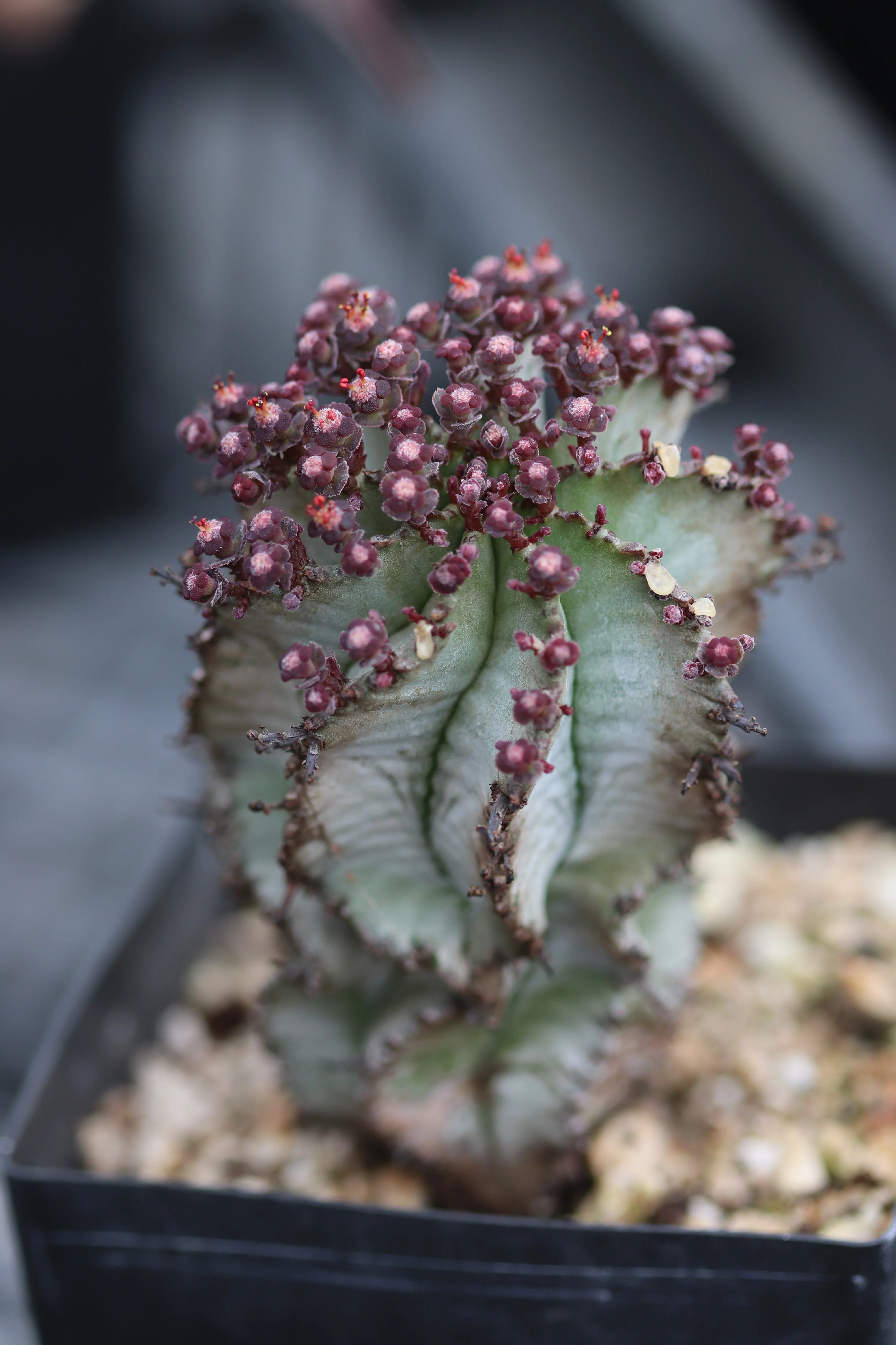 *RETAIL - Euphorbia horrida - Image 2