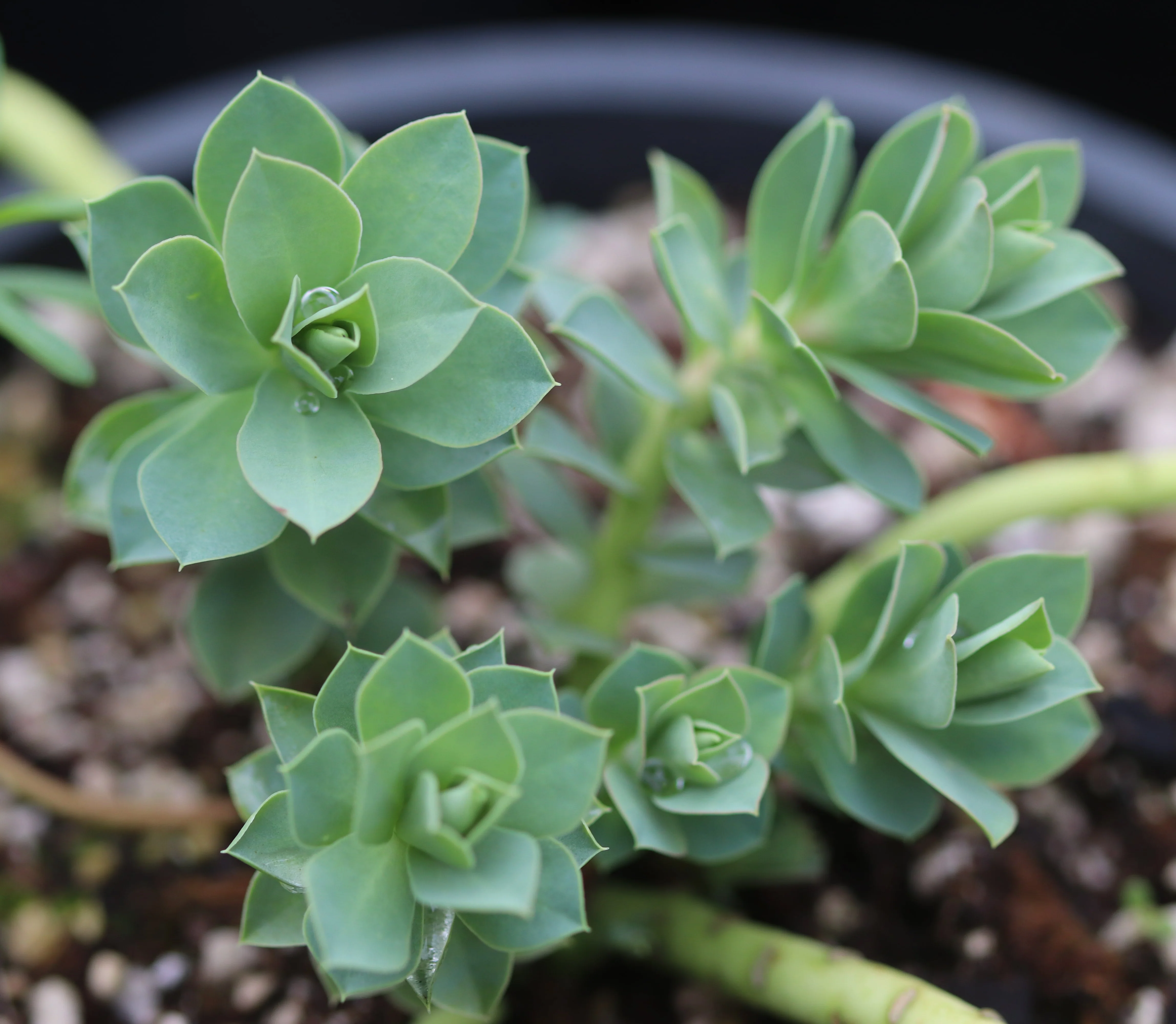 *RETAIL - Euphorbia rigida - Image 2