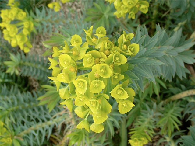 *RETAIL - Euphorbia rigida - Image 3
