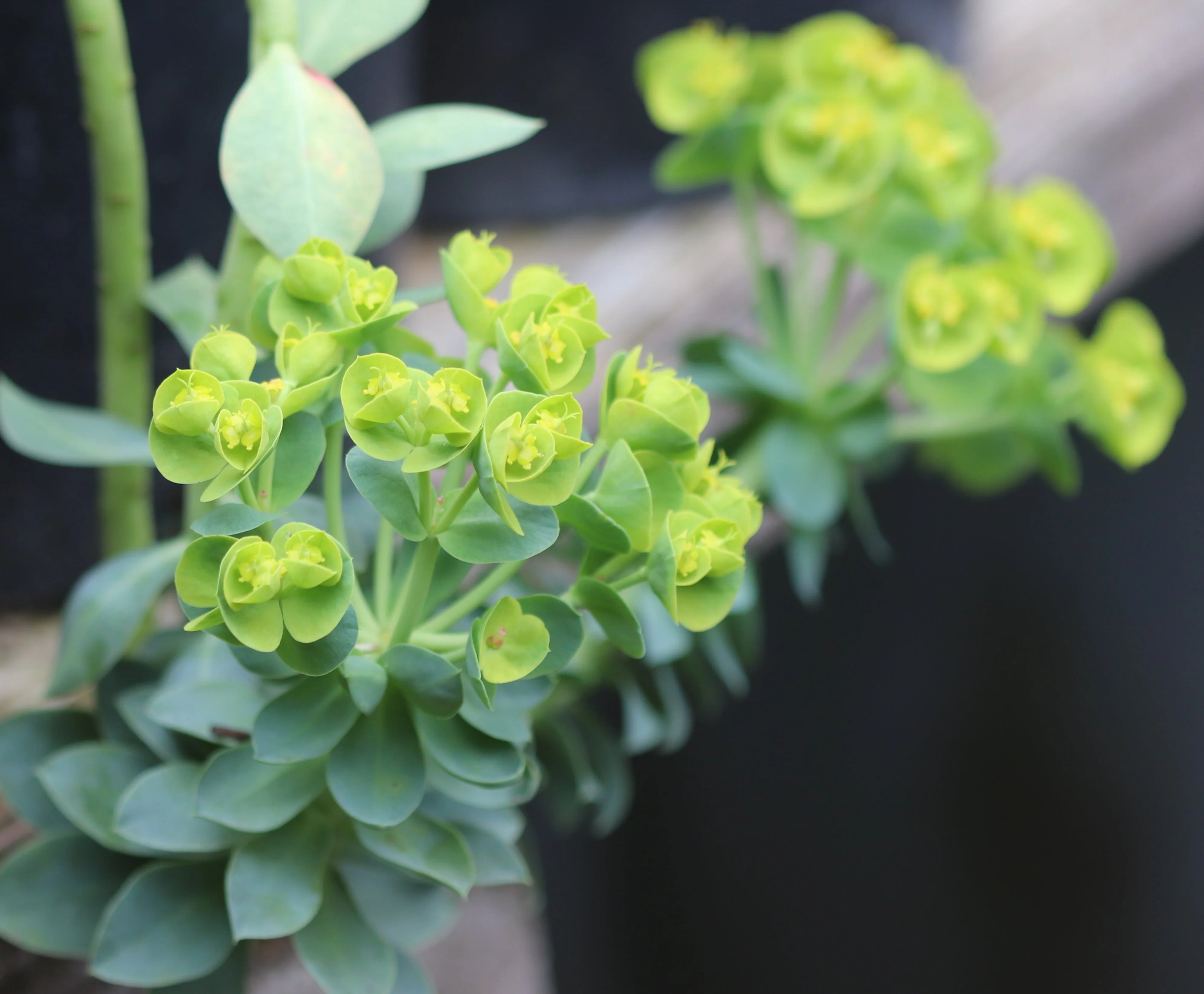 *RETAIL - Euphorbia rigida - Image 4
