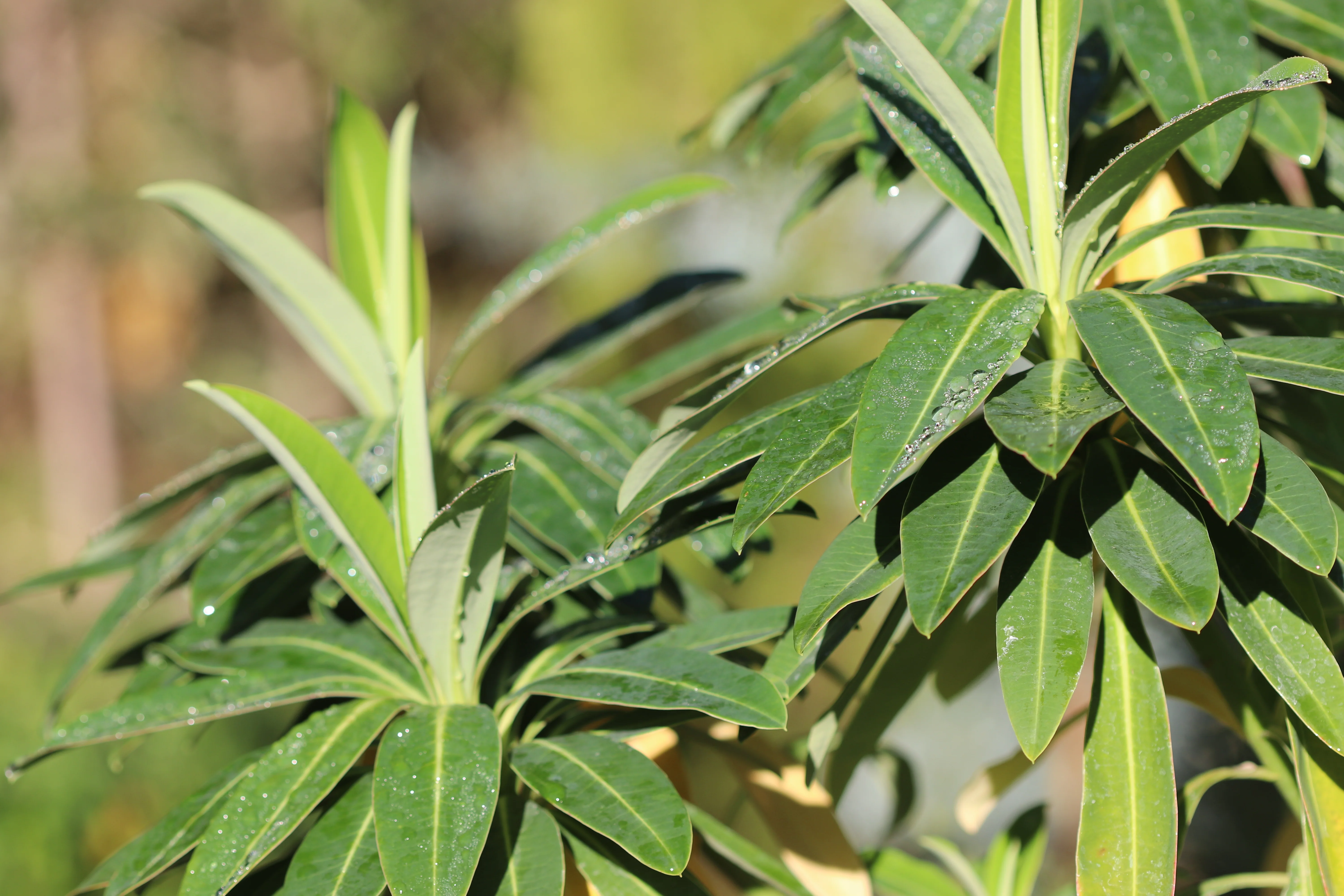 *RETAIL - Euphorbia x pasteurii 'John Phillips' - Image 2