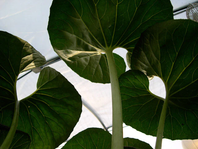 *RETAIL - Farfugium japonicum 'Giganteum' - Image 3