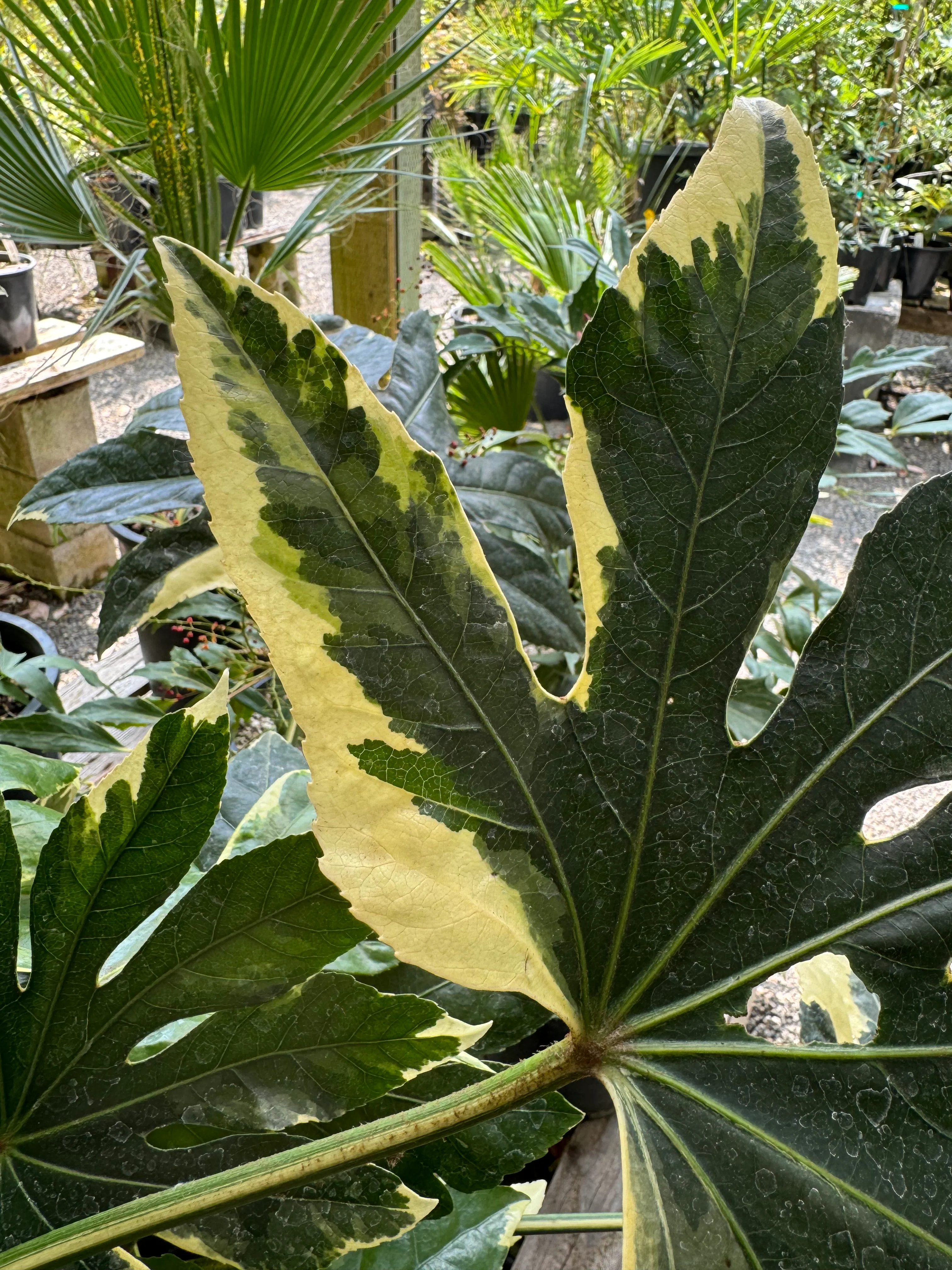 *RETAIL - Fatsia japonica ‘Variegata' - Image 2