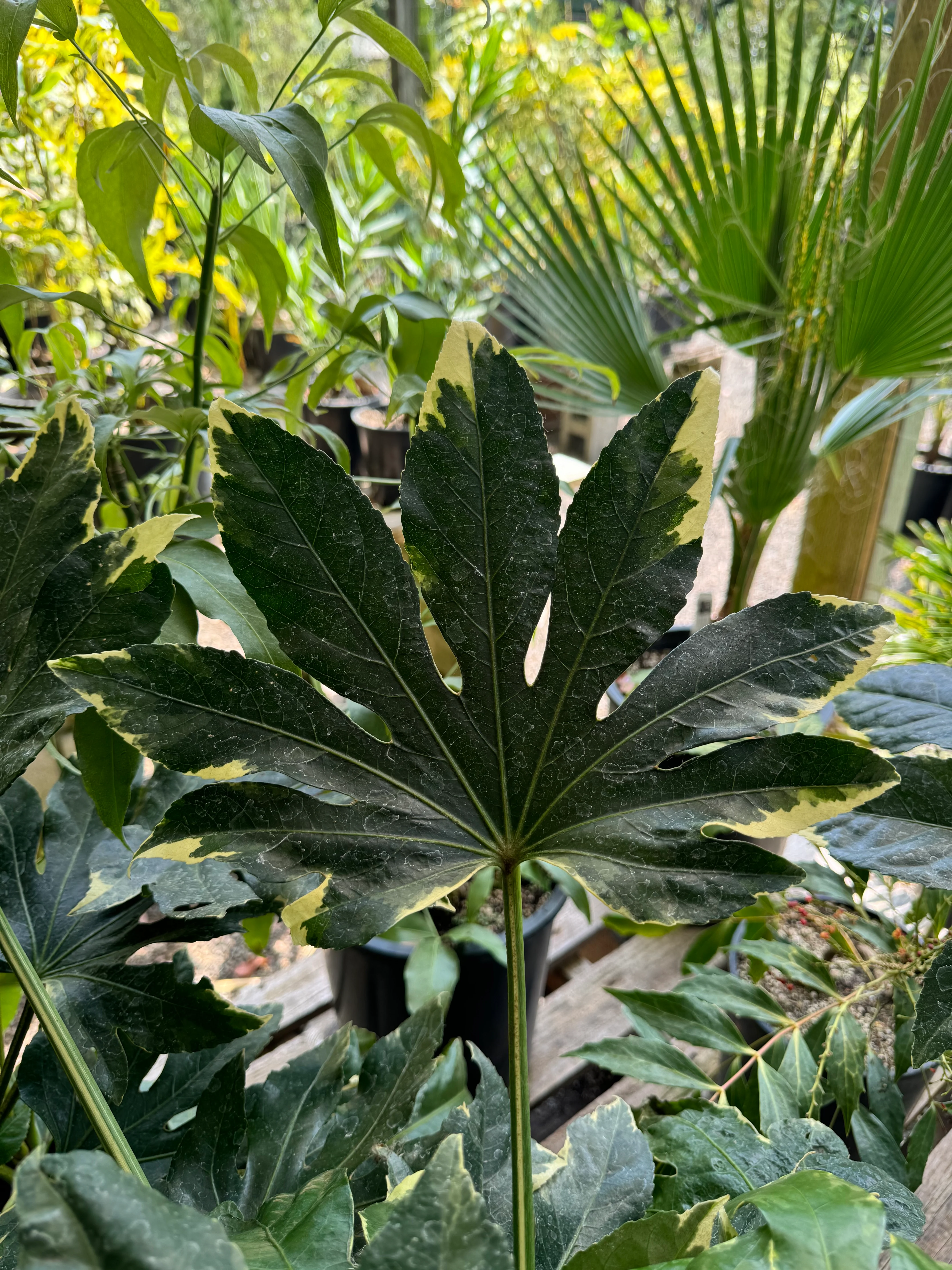 *RETAIL - Fatsia japonica ‘Variegata' - Image 3